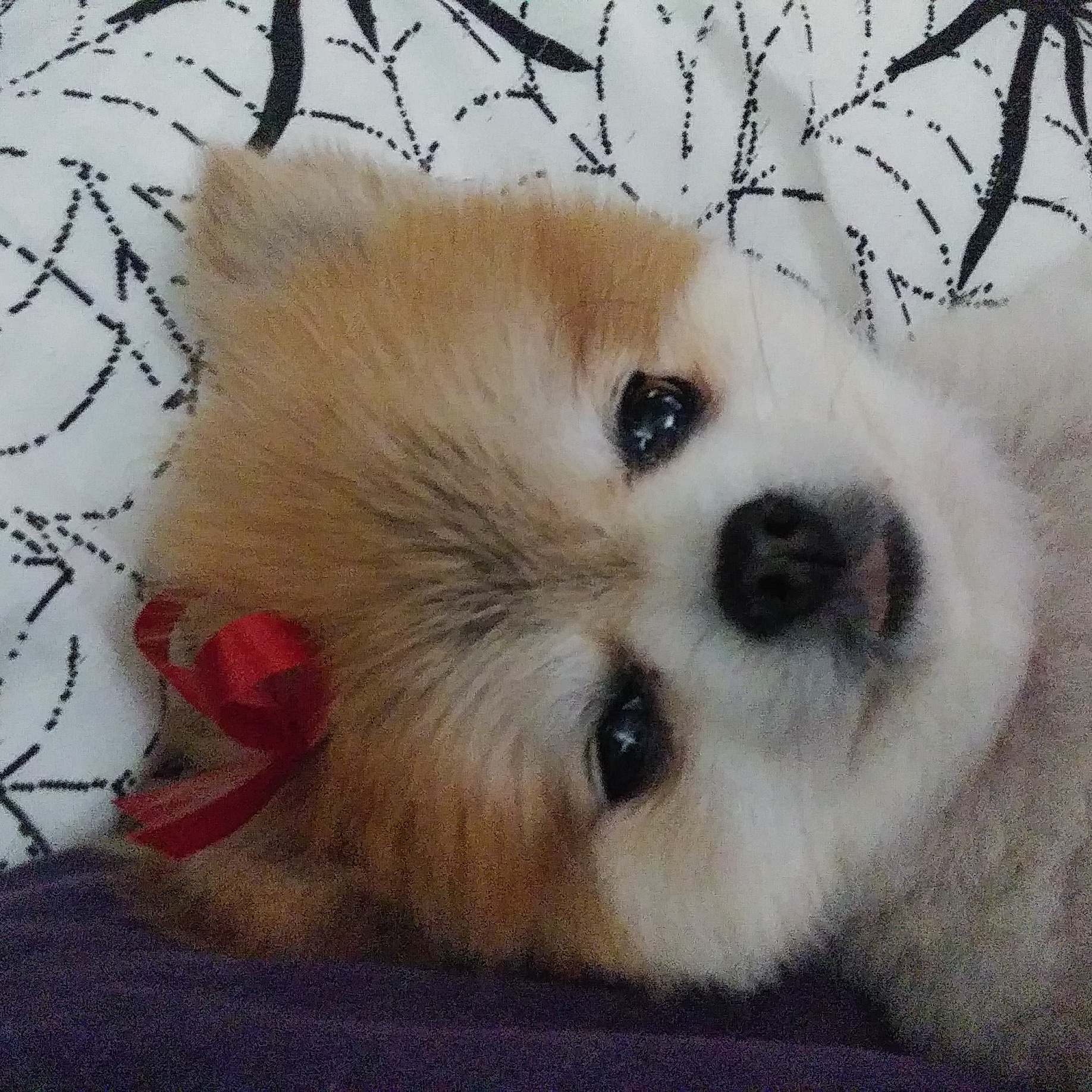 Golden Collar Canine Salon Paso Robles