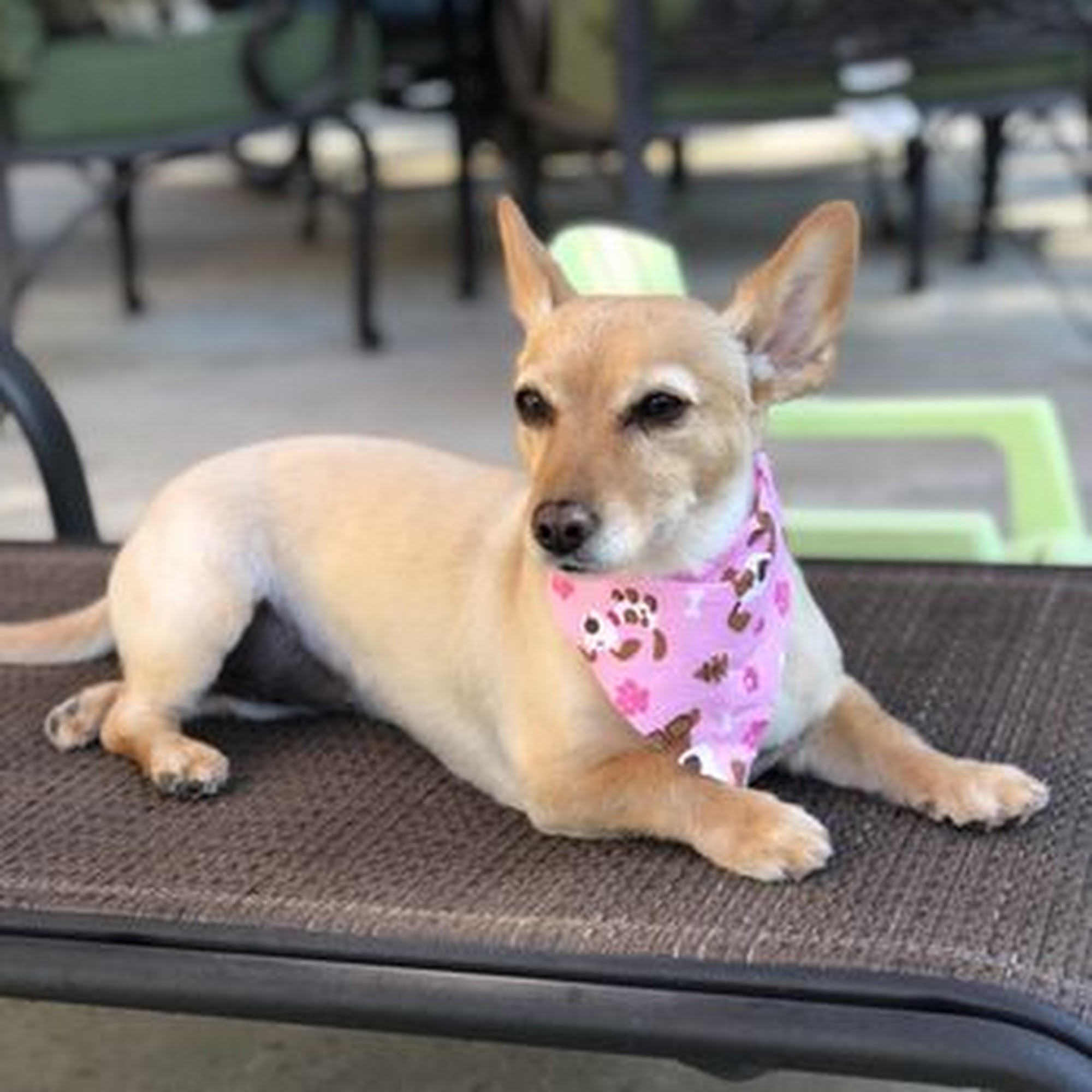 Golden Collar Canine Salon Paso Robles