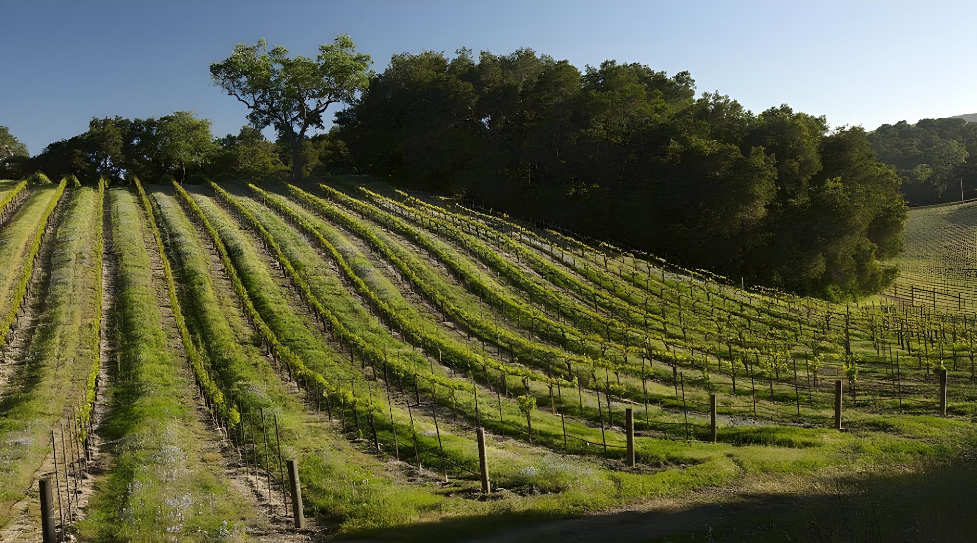 Dunning Vineyards Menu