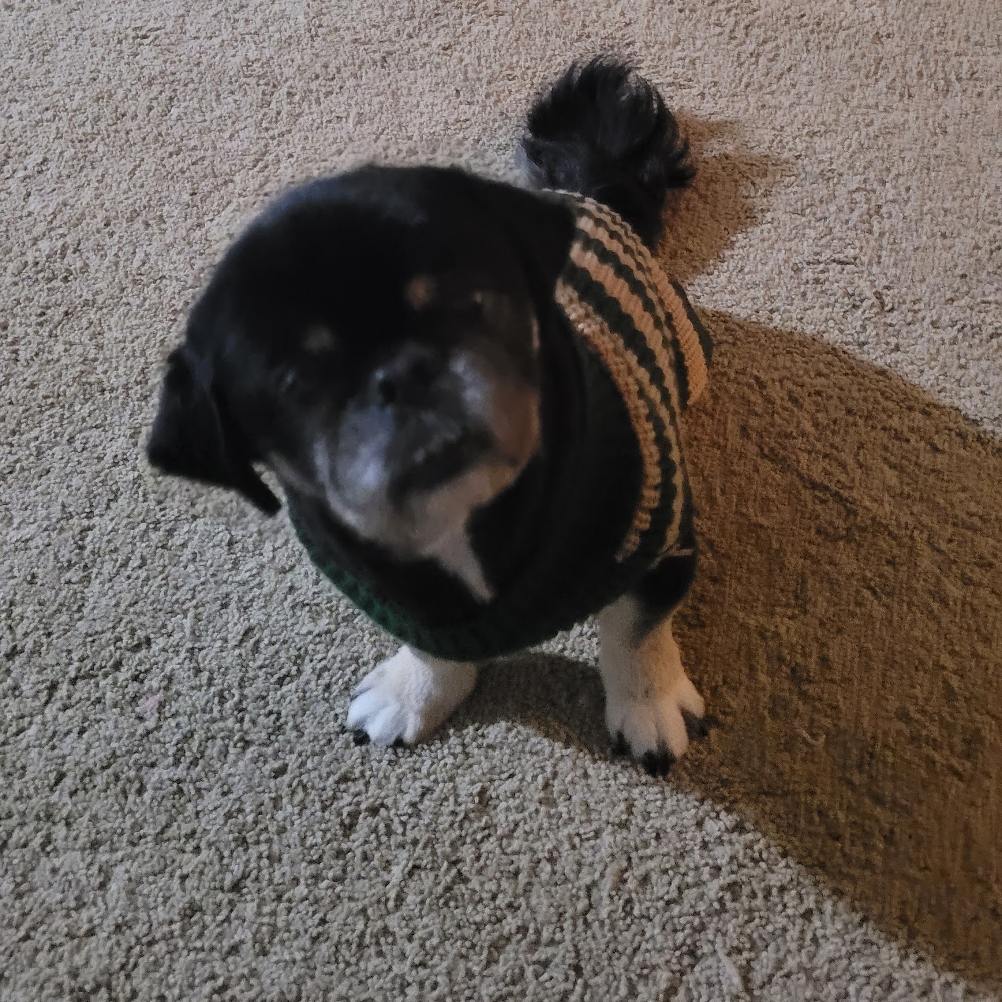 Doggie Salon Patterson