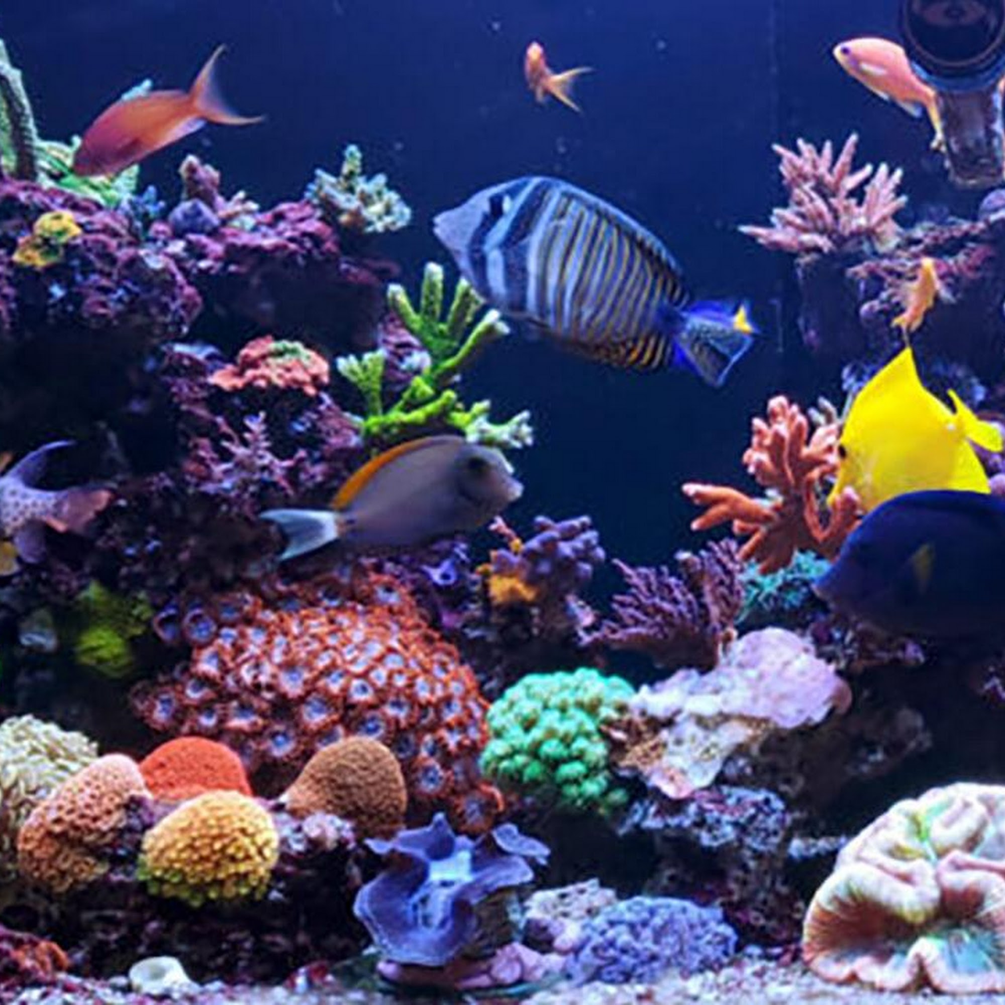 Aquarium Services LLC Pearblossom