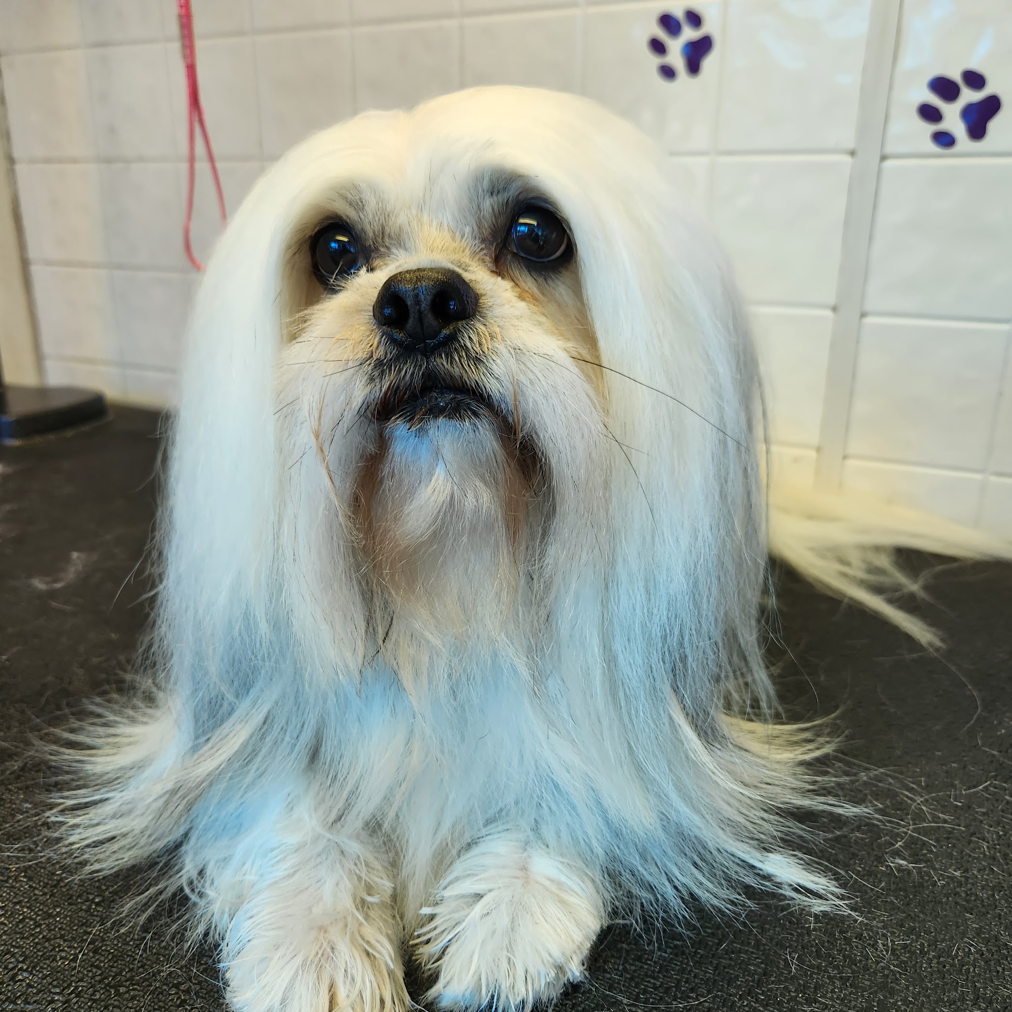 Pawz Fur Beauty-Dog Grooming Penngrove