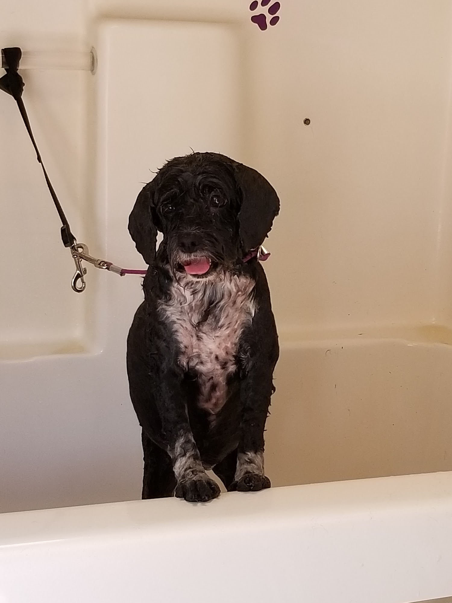 Pawz Fur Beauty-Dog Grooming Penngrove