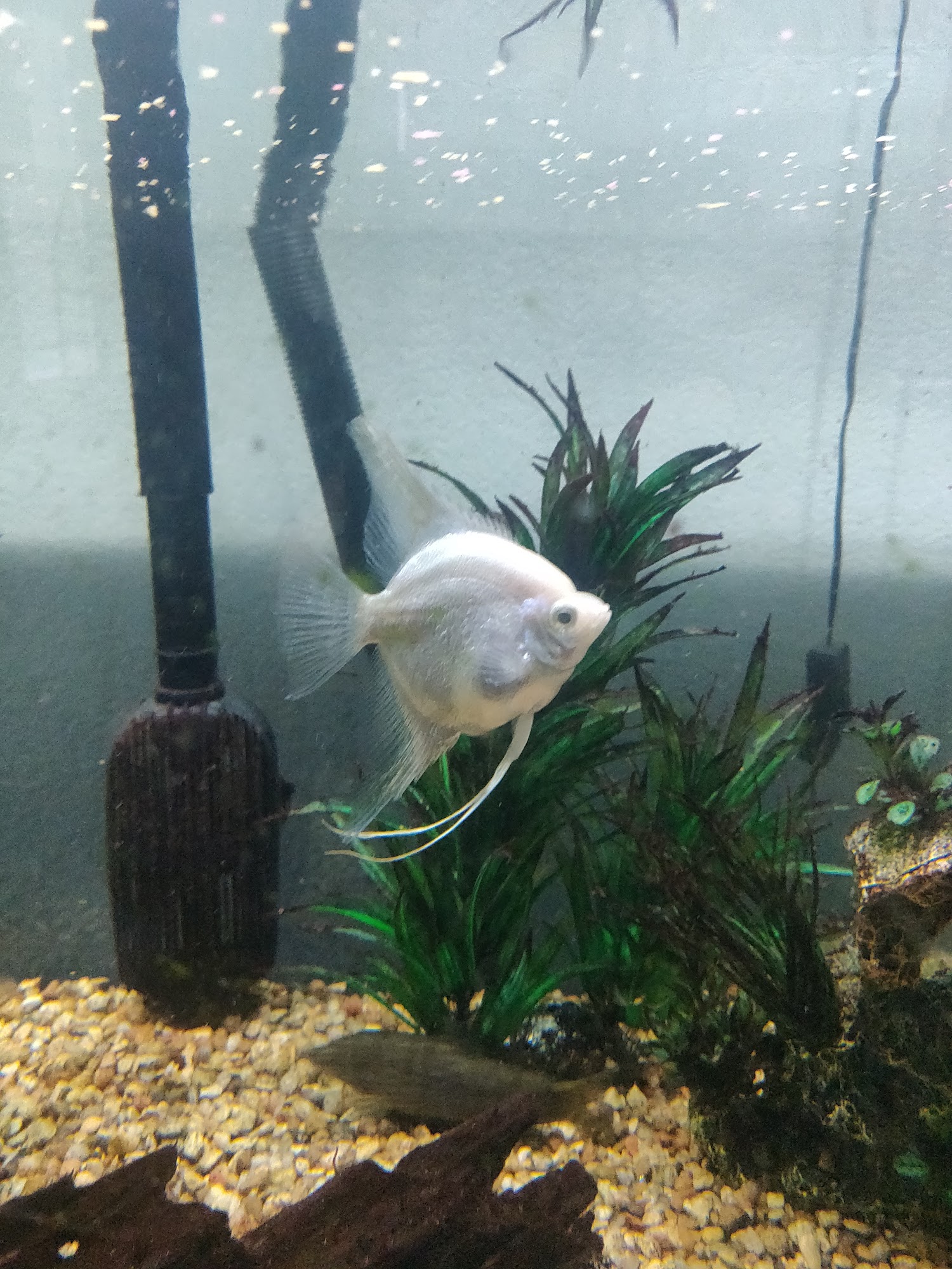 Tropical Fish and Feed Perris