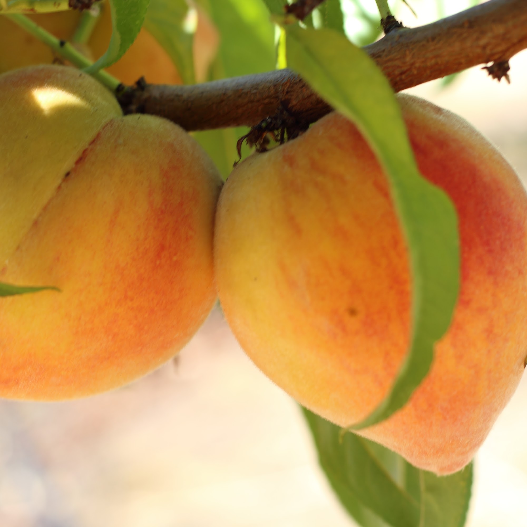 Ridgedale Orchard & Vineyard Perris