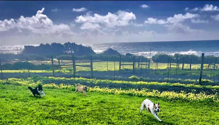 McCann's Canine Care Pescadero