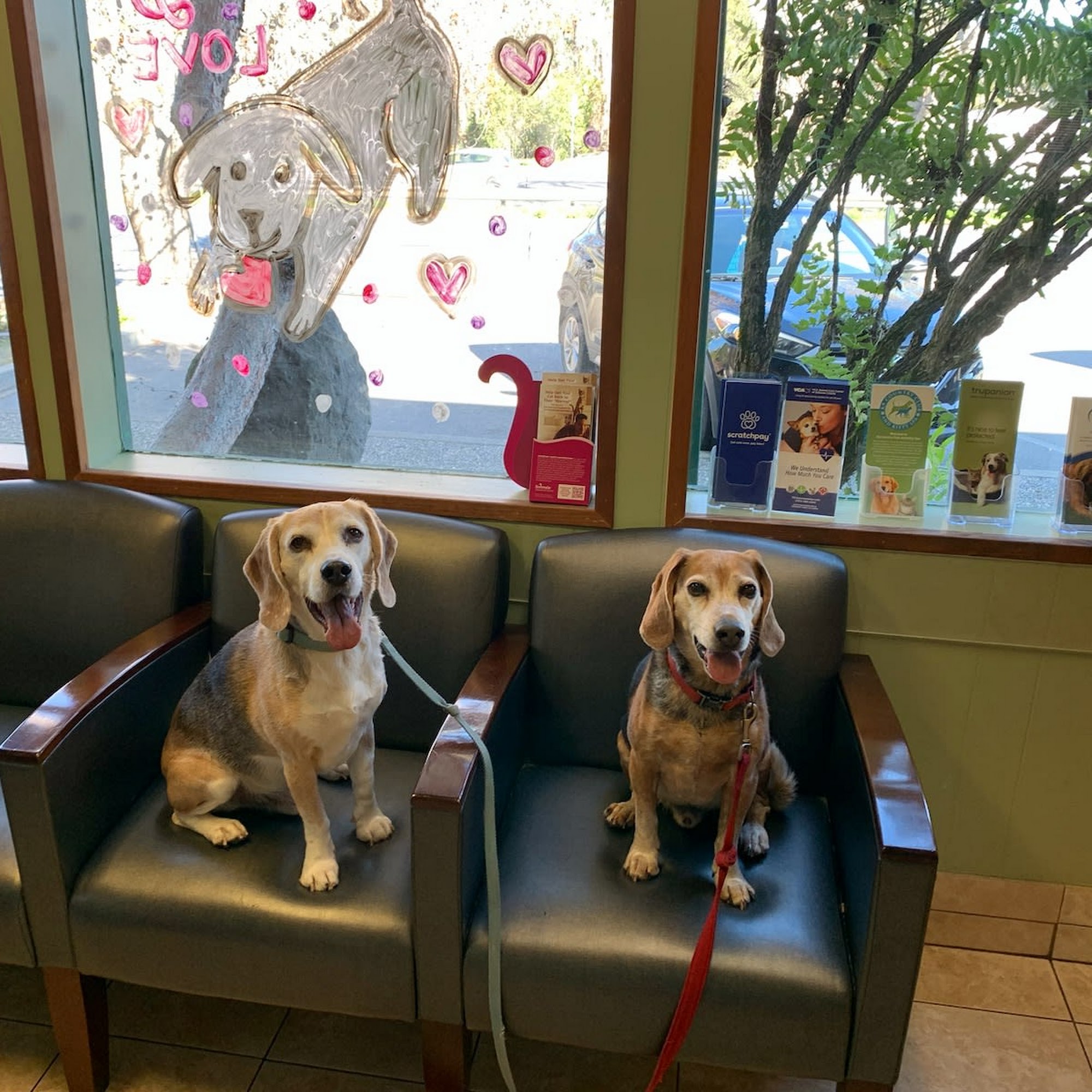 Petaluma Veterinary Hospital Petaluma