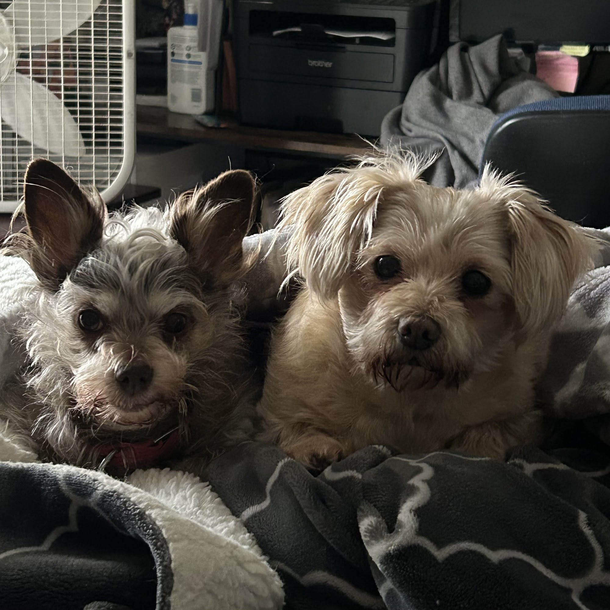 Washington Square Veterinary Clinic Petaluma