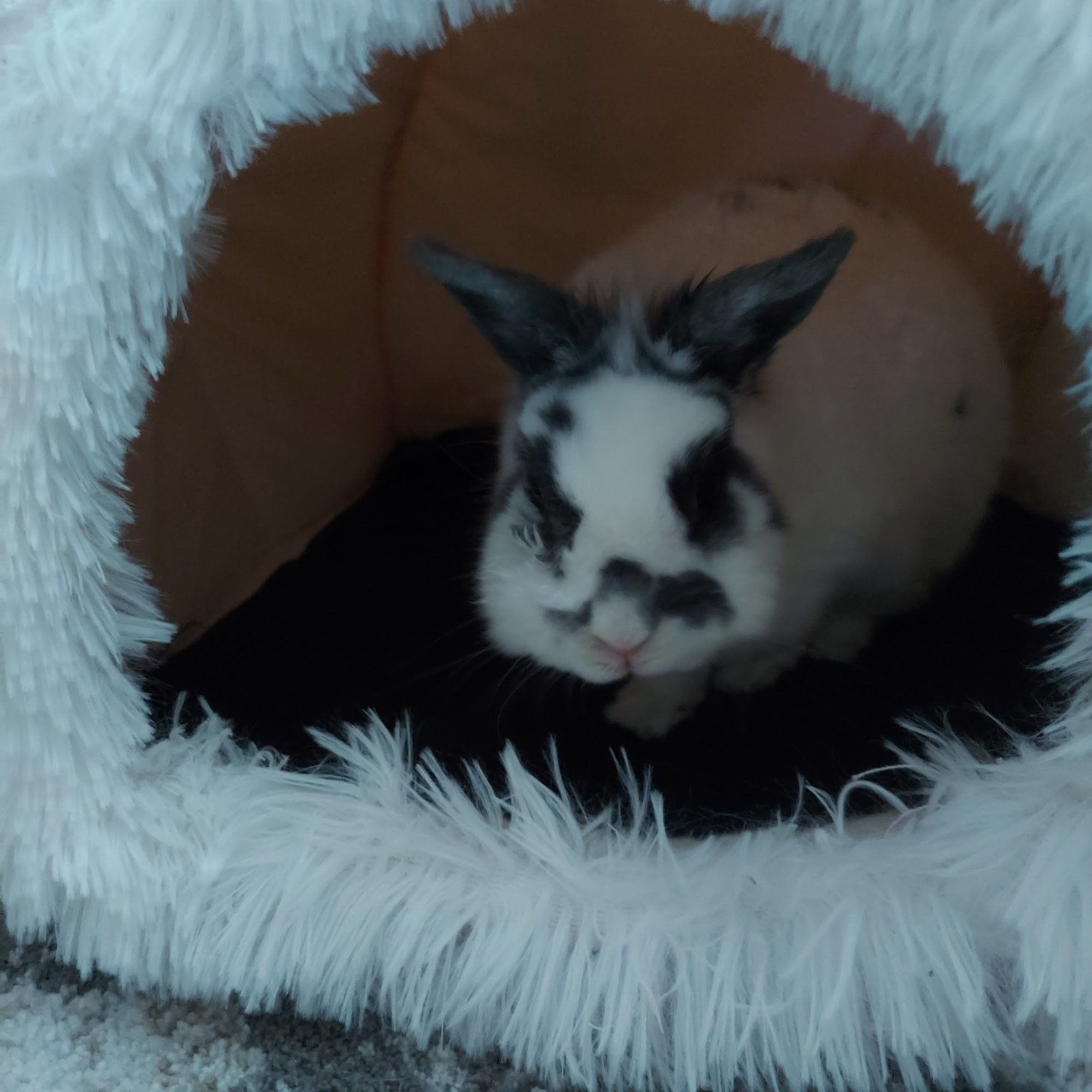 Brandner Veterinary Hospital Petaluma