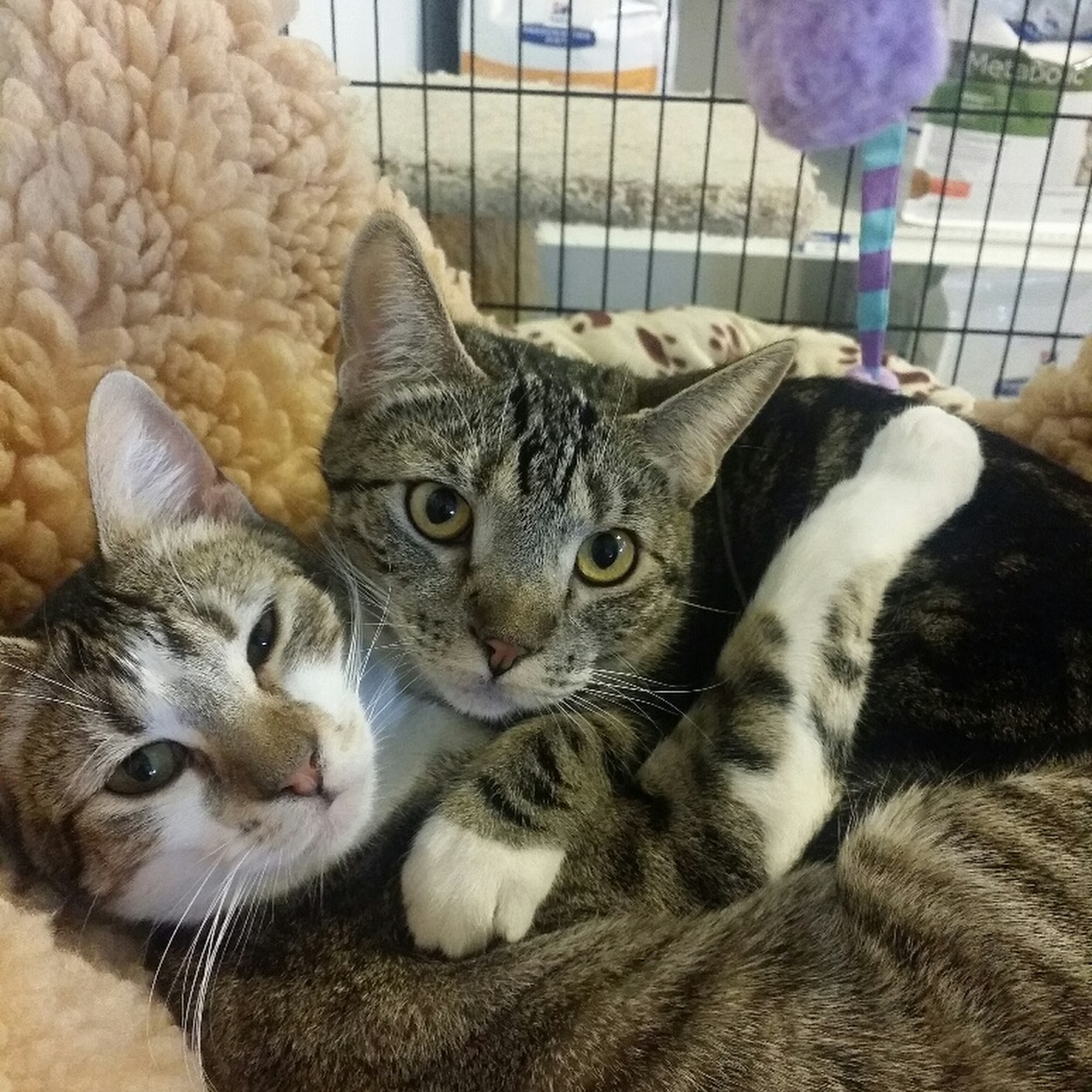 Cat Hospital of Petaluma Petaluma