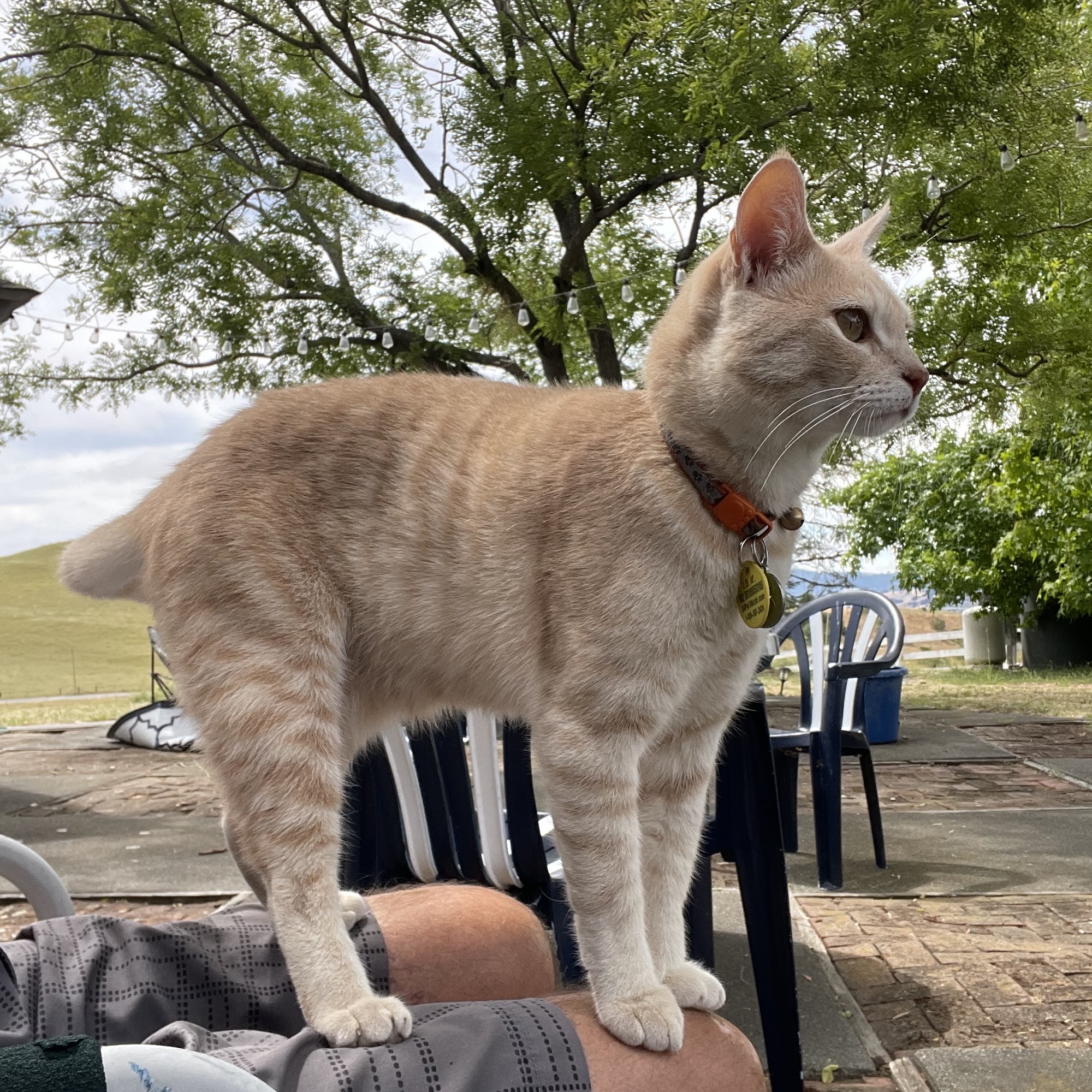 East Petaluma Animal Hospital Petaluma