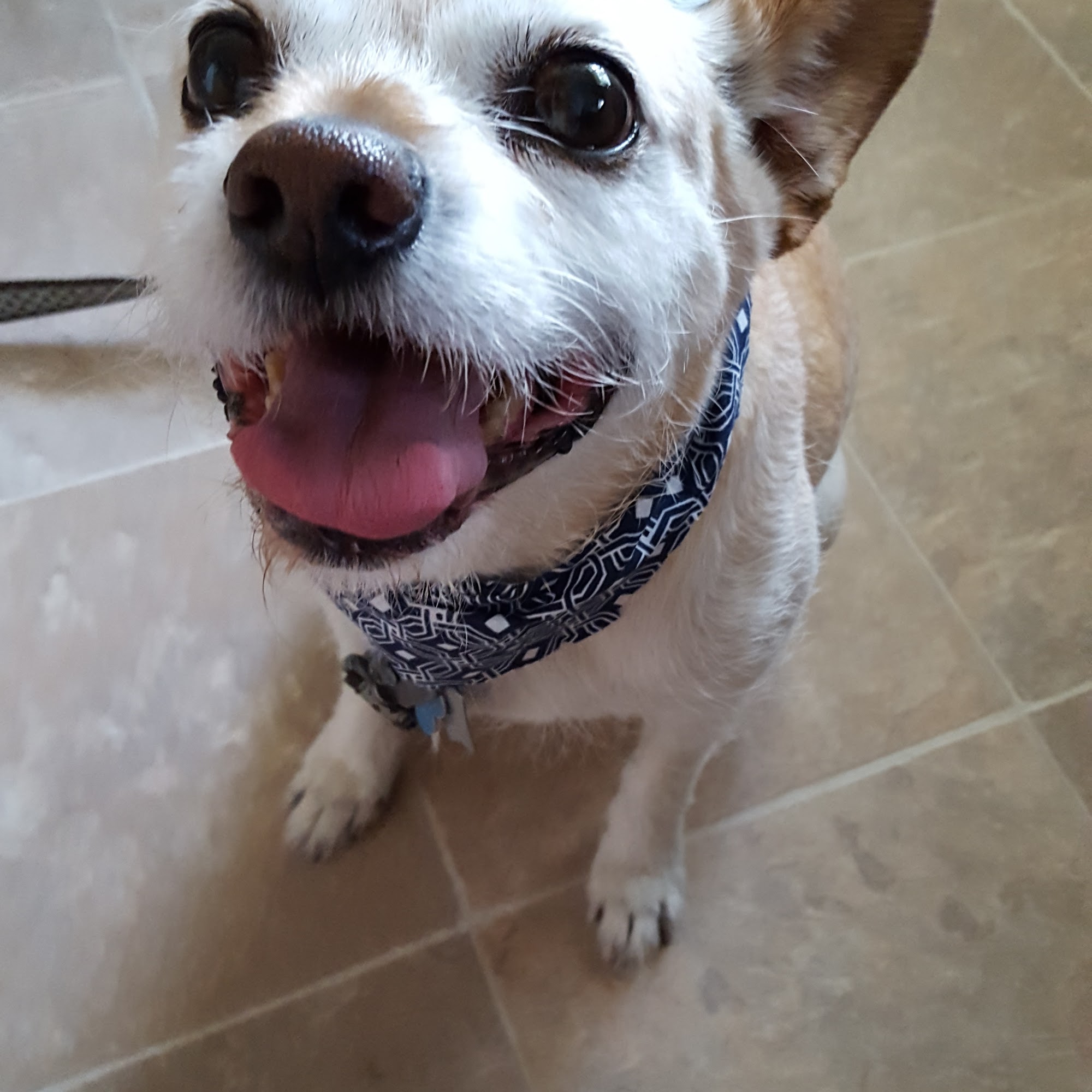 Classic Tails Petaluma