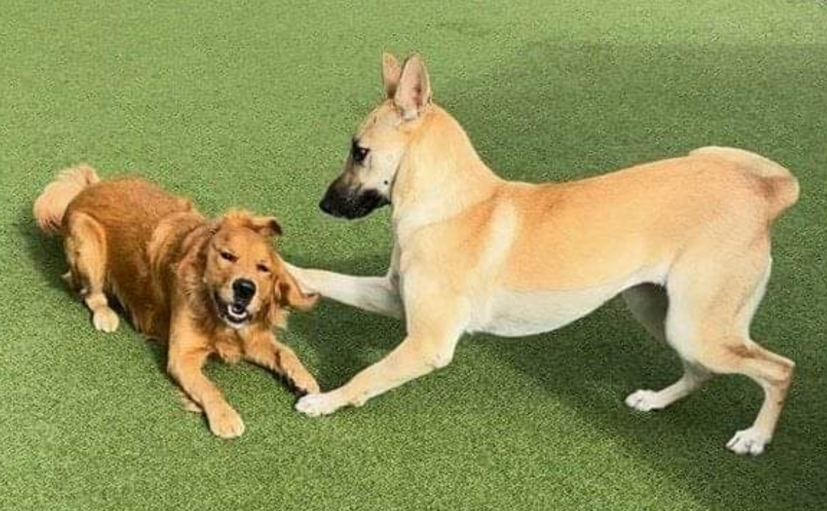 Fit 'N' Furry Pet Resort & Training Center Petaluma