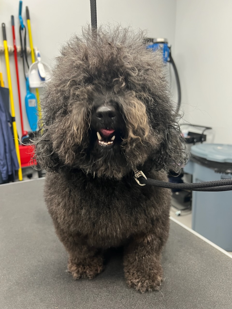 Scenthound Petaluma Petaluma