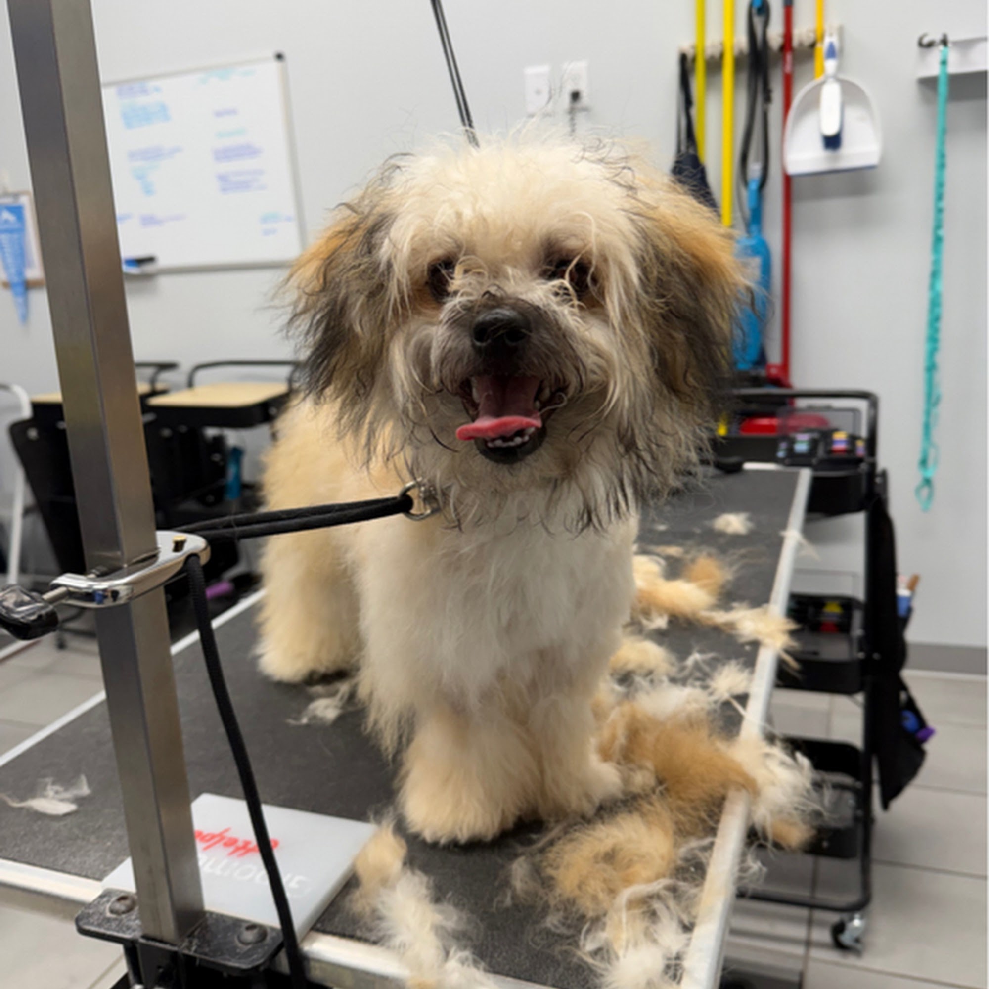 Scenthound Petaluma Petaluma