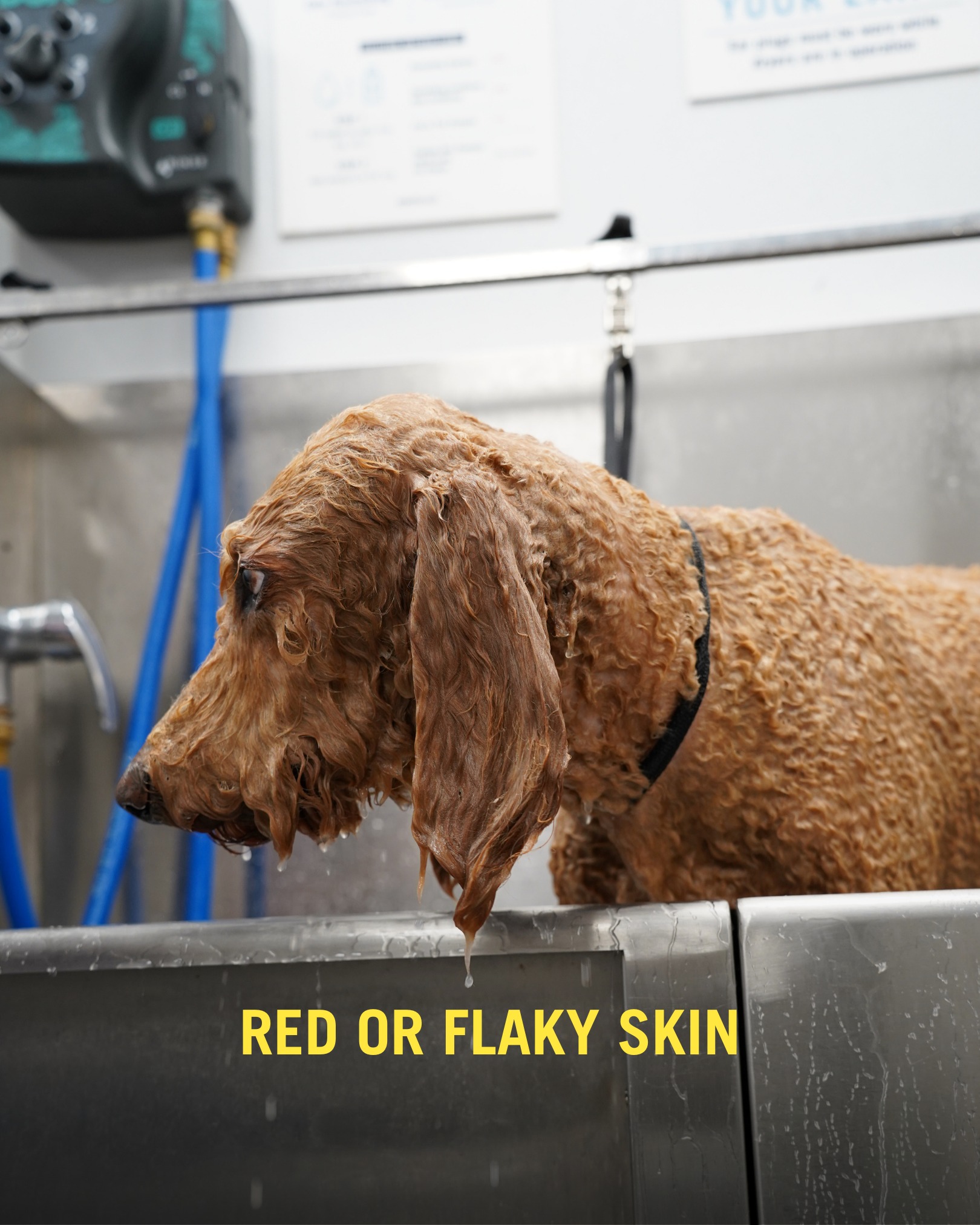 Scenthound Petaluma Petaluma