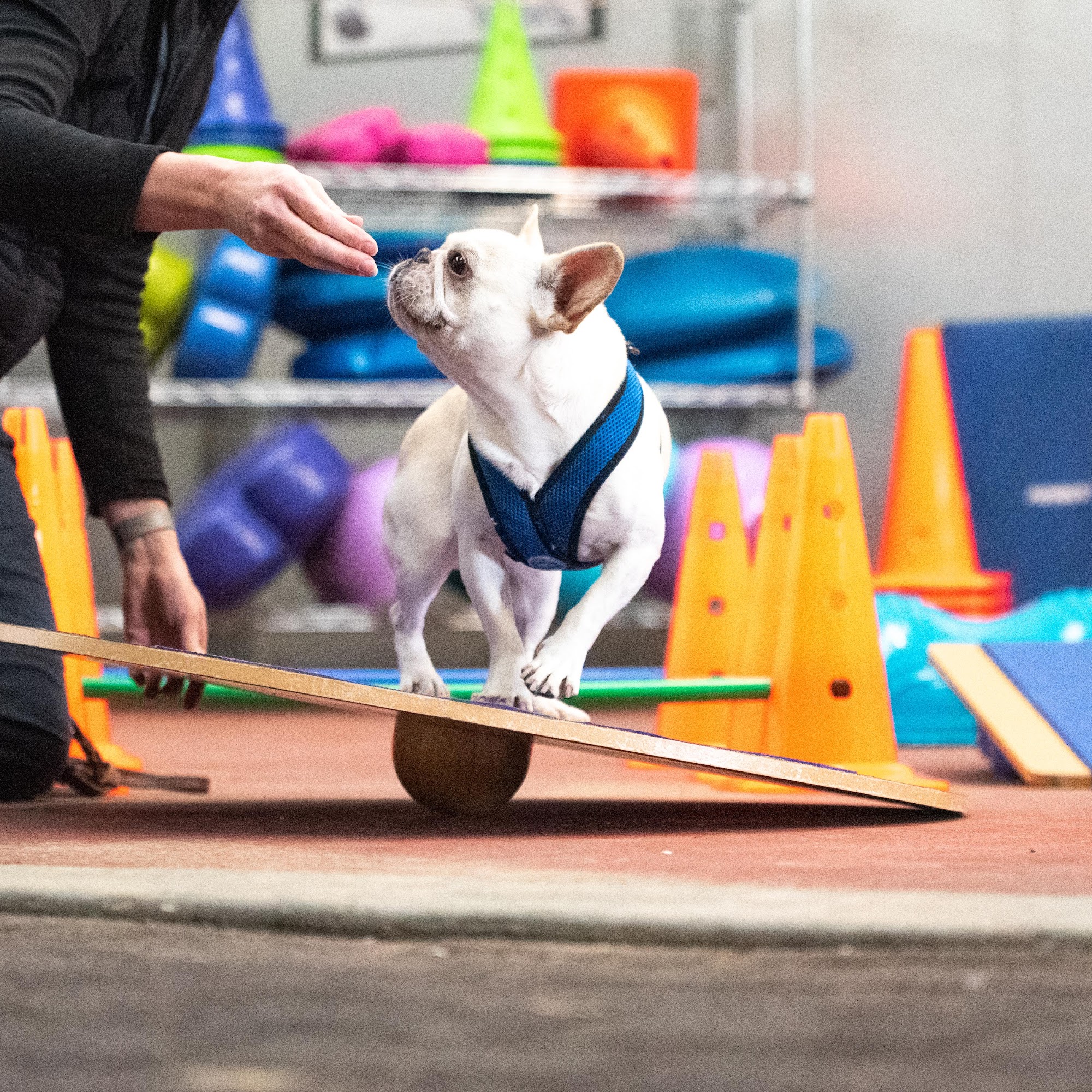 Circle Oak Rehabilitation Petaluma