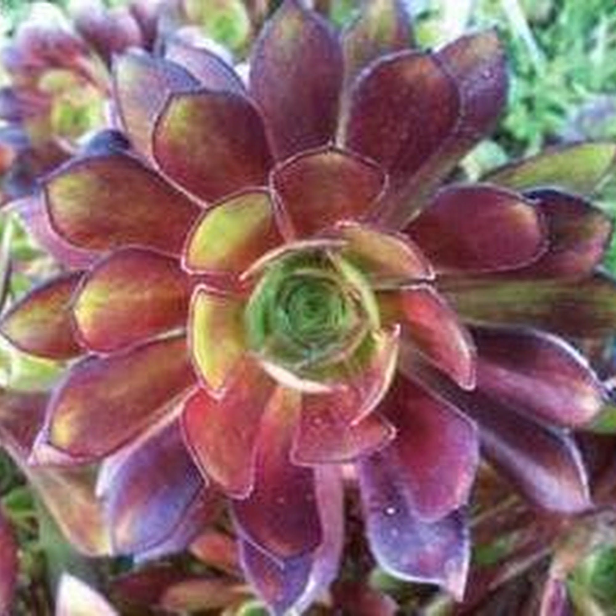 BK Landscape design