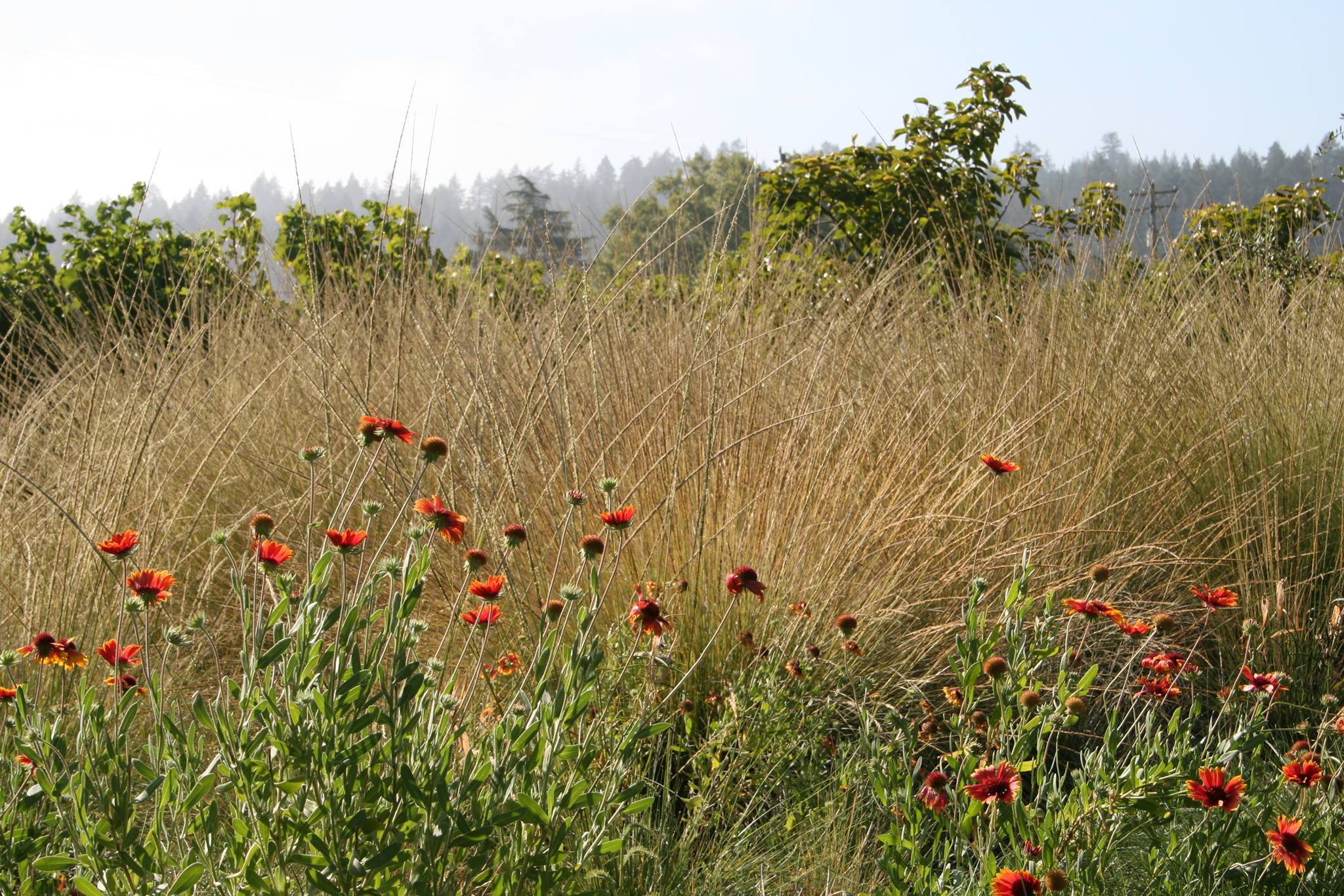 ANN BAKER LANDSCAPE ARCHITECTURE