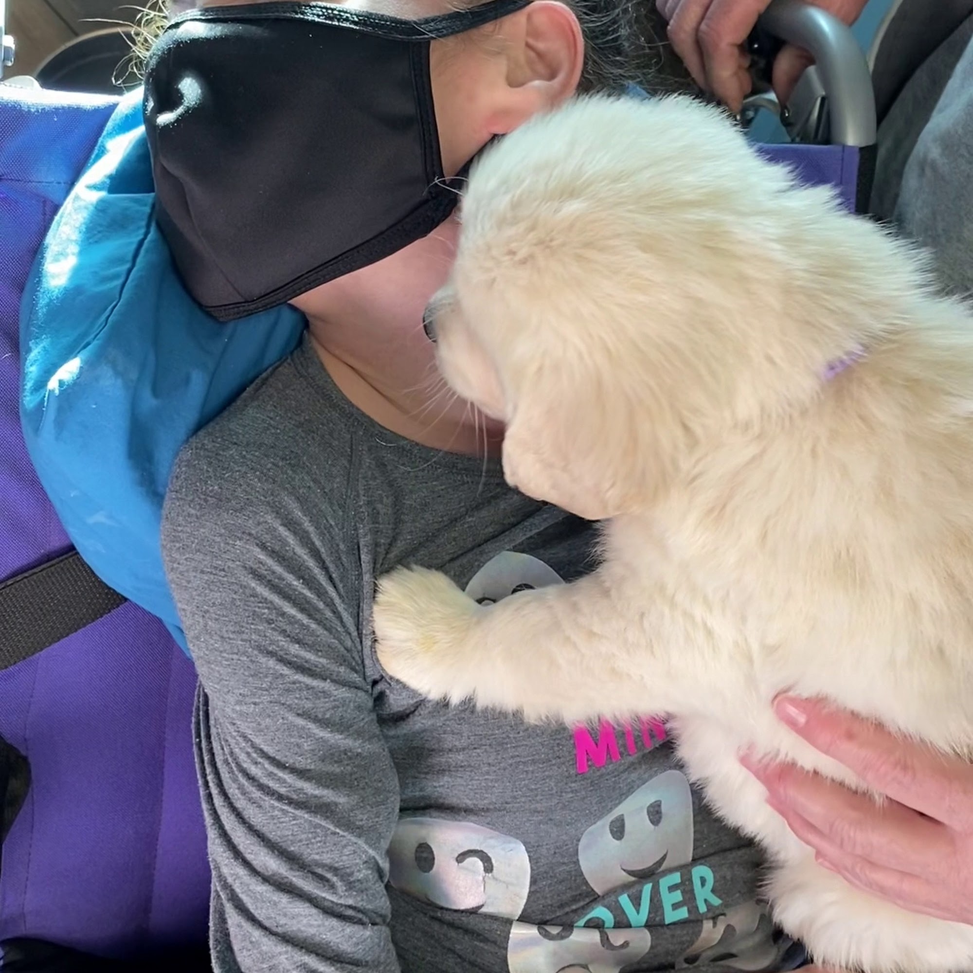 Stage Gulch Goldens Petaluma