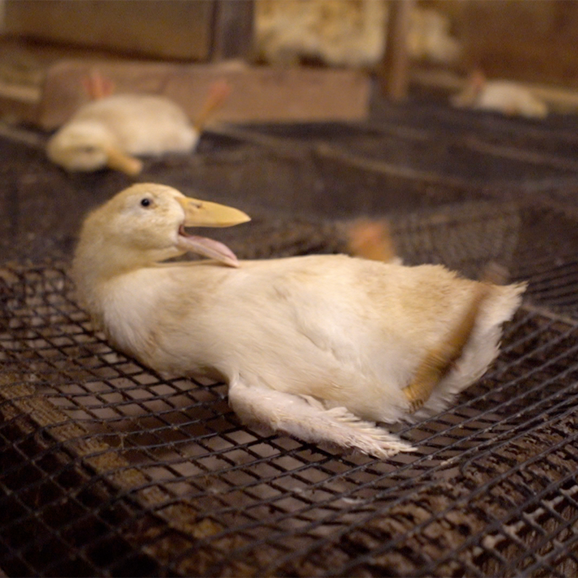 Reichardt Duck Farm Petaluma