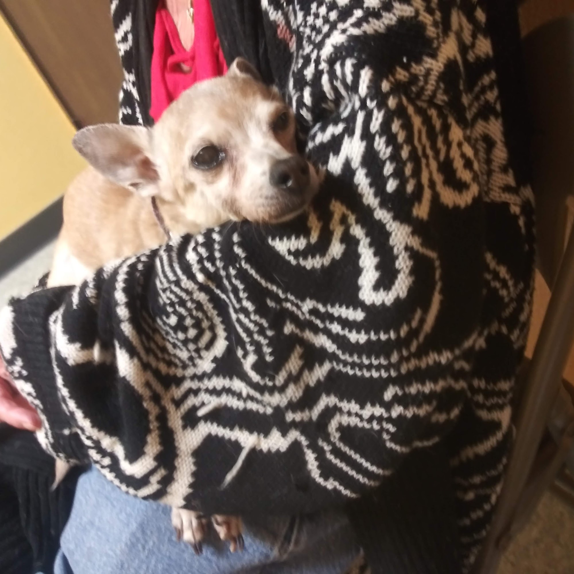 Family Pet Clinic of Phelan Phelan