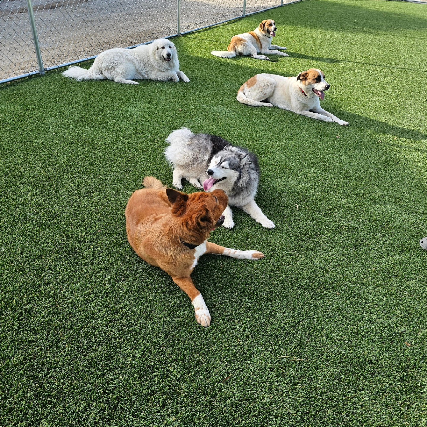 A Breed Apart Dog Training Phelan