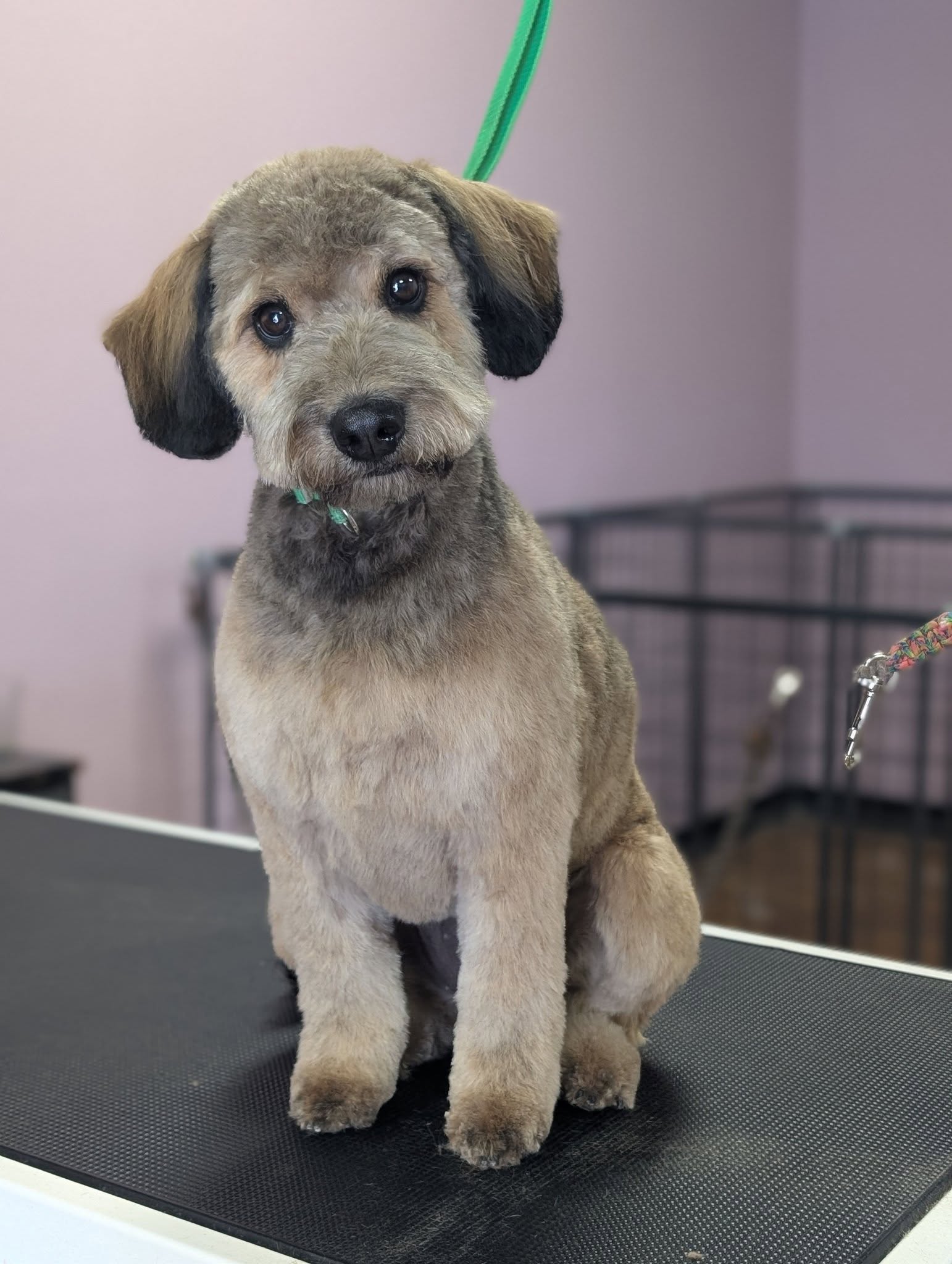 Critter Clips Phelan