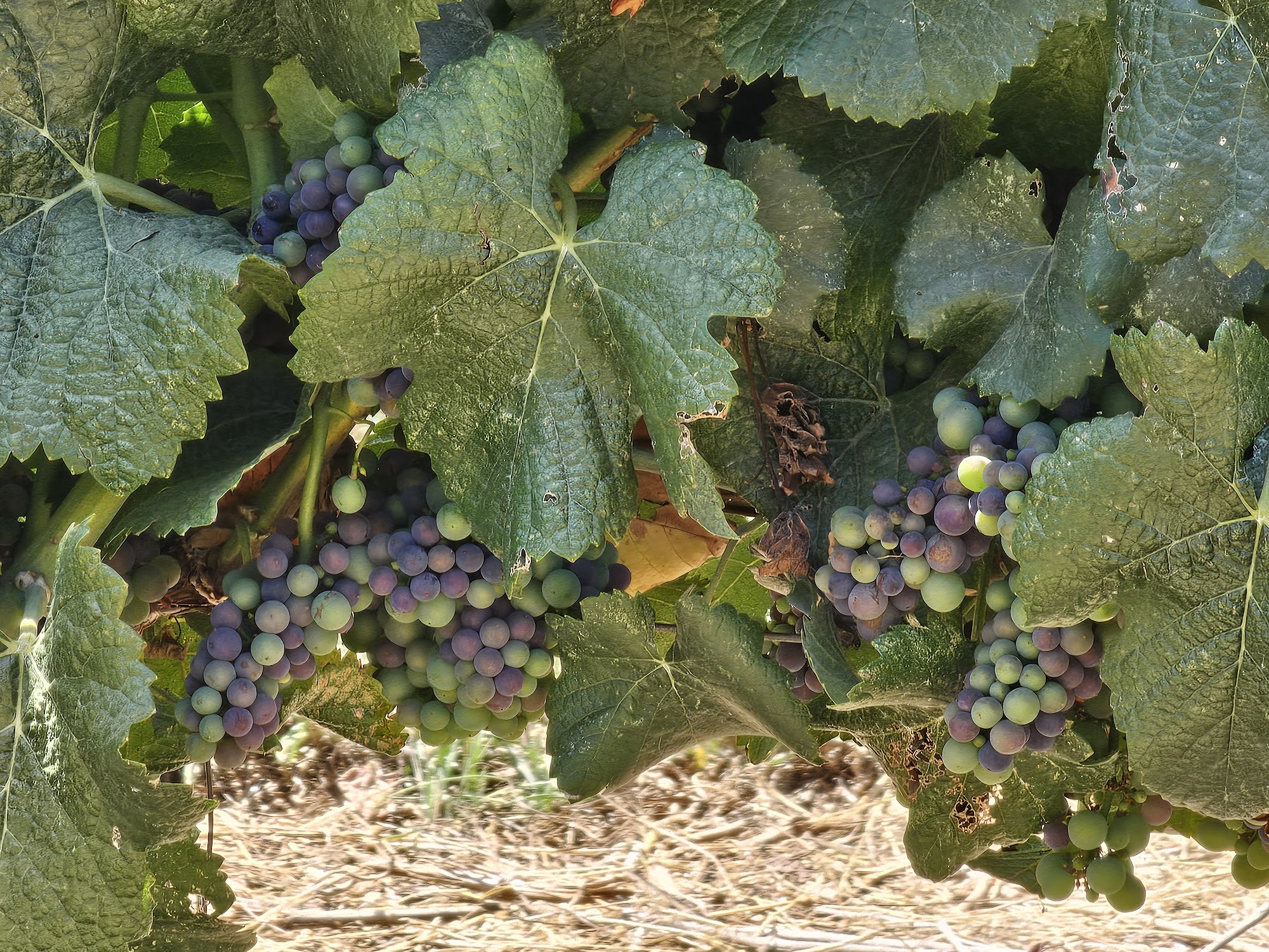 Scharffenberger Cellars Philo