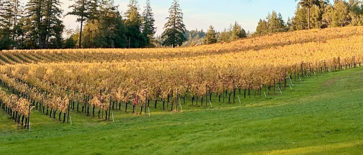 Toulouse Vineyards & Winery Philo