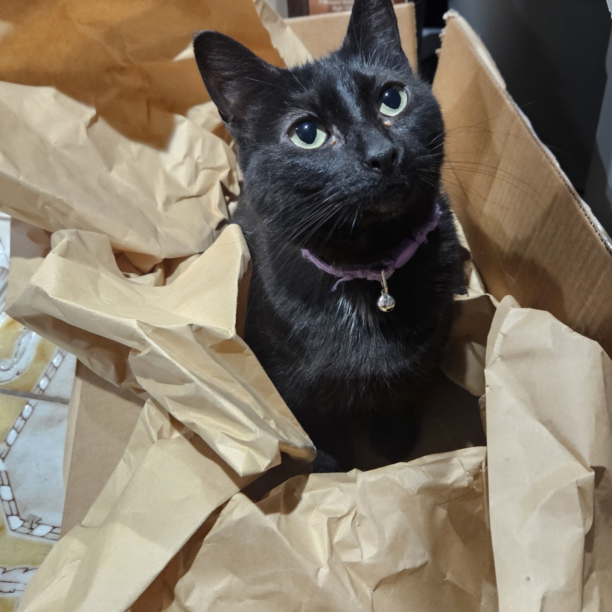 Park Community Animal Hospital Pico Rivera