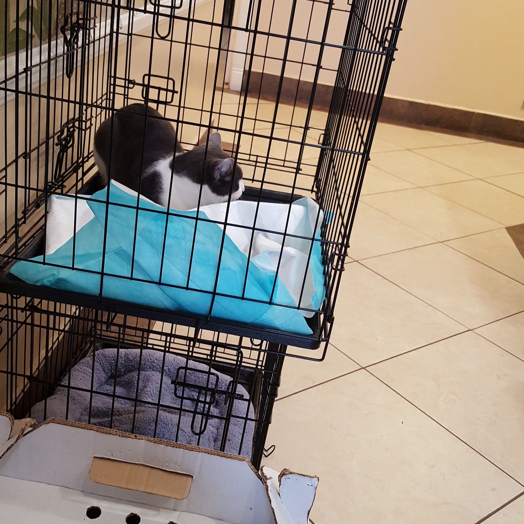 Pico Rivera Animal Hospital Pico Rivera