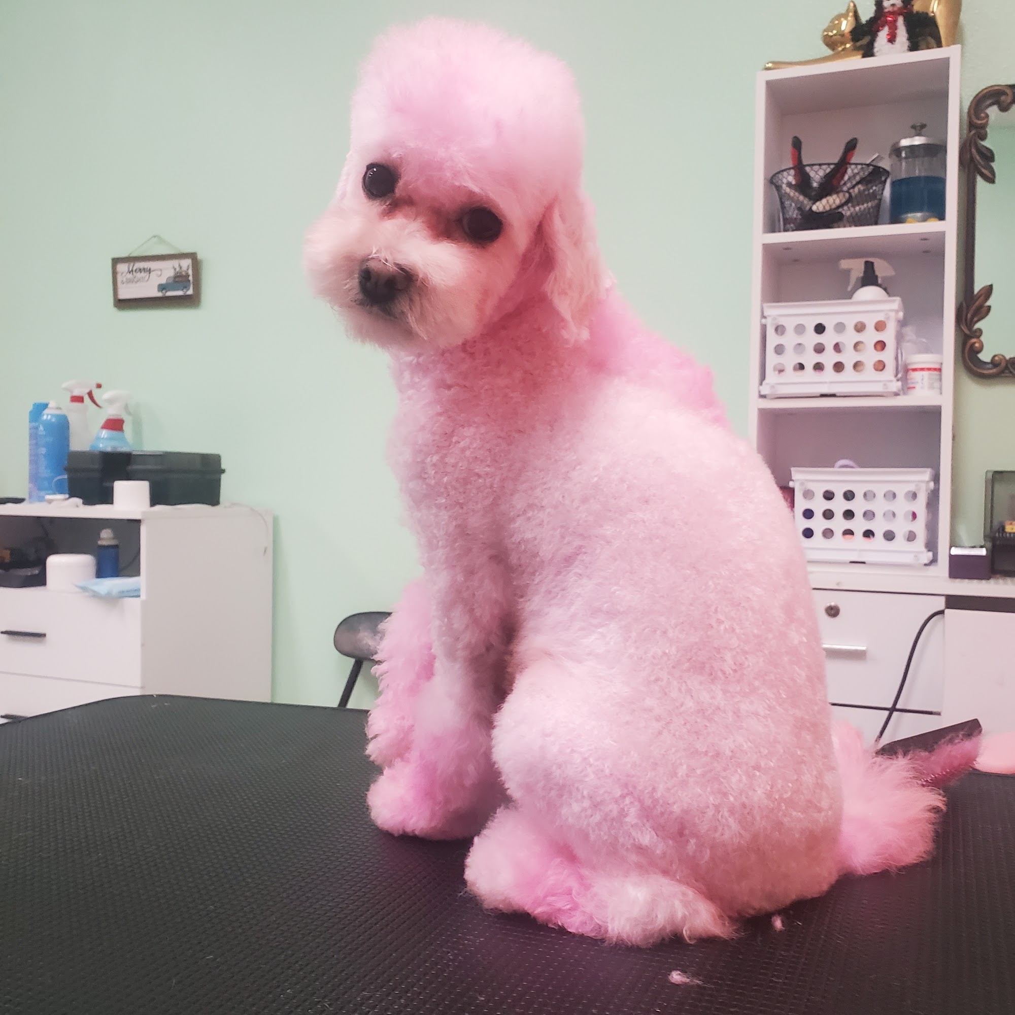 Marilyn's Pet Grooming & Supply Pico Rivera