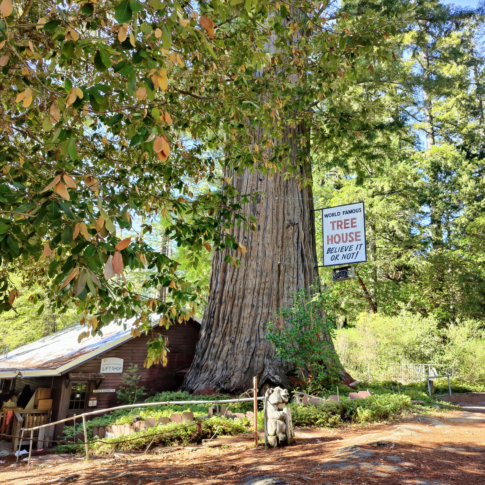 World Famous Tree House Piercy