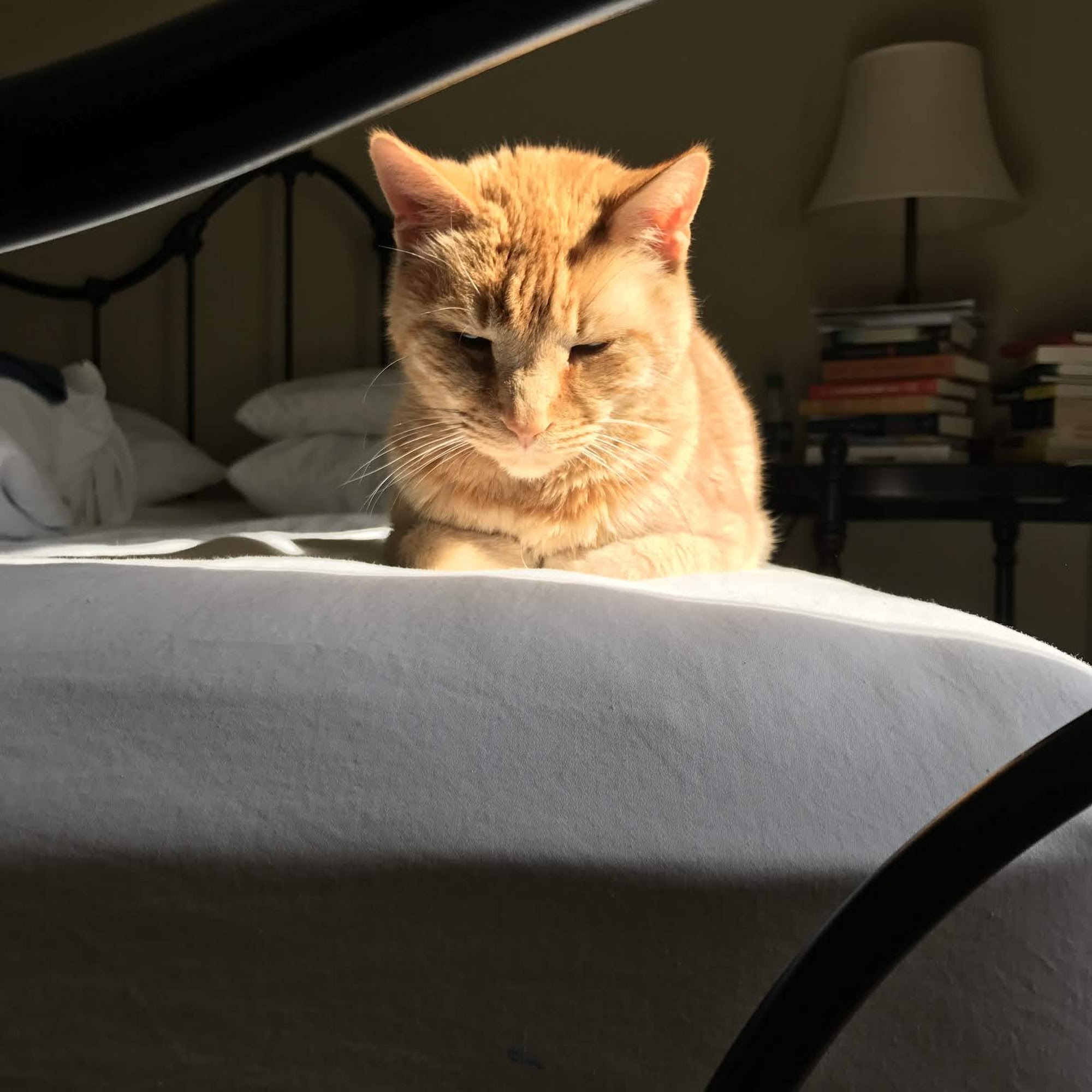 Pismo Beach Veterinary Clinic Pismo Beach