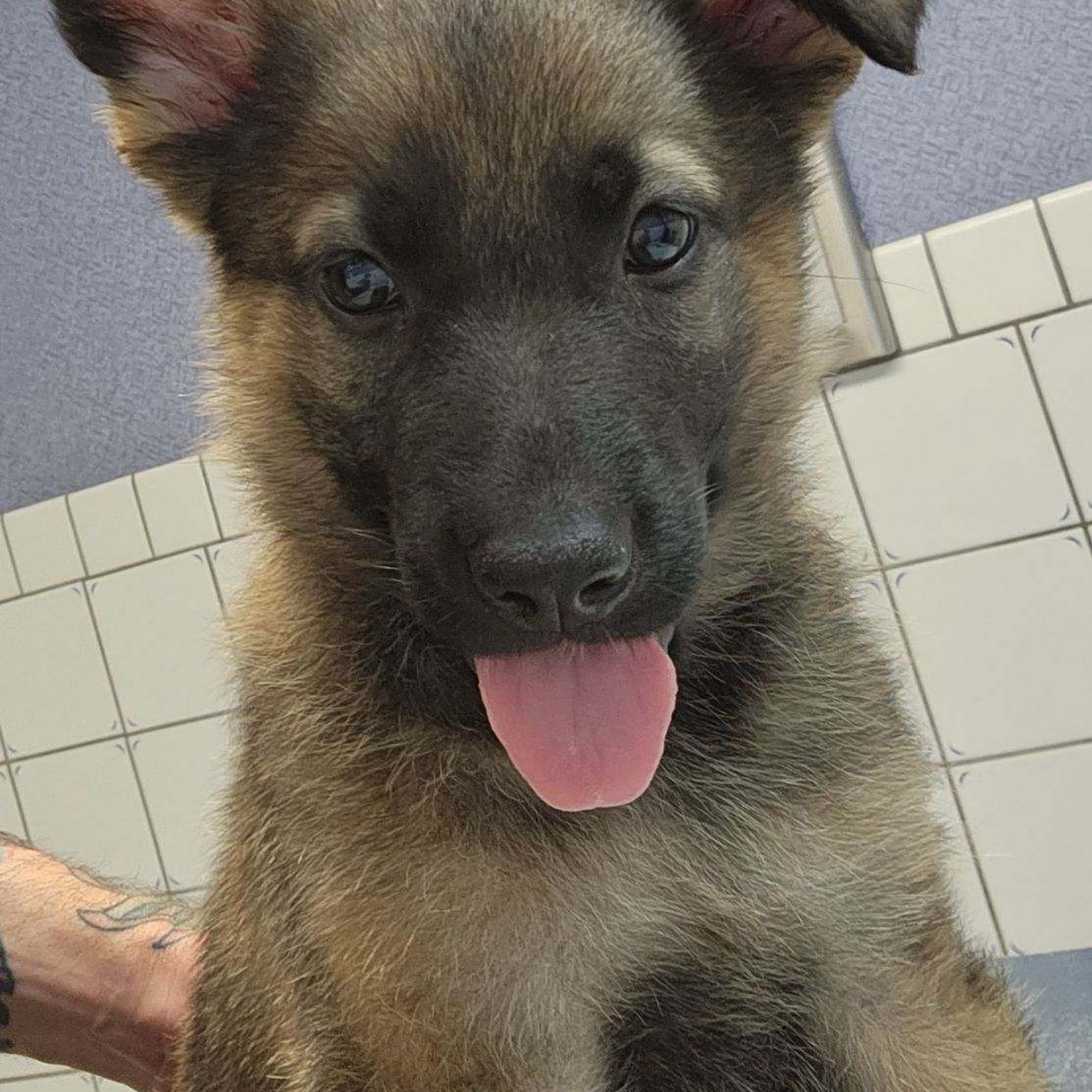 Placentia Veterinary Clinic Placentia