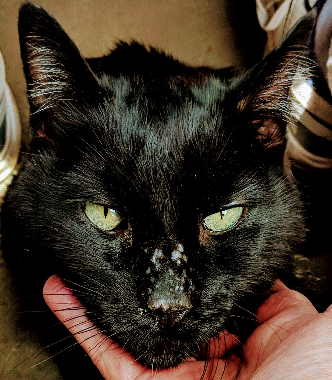 Placentia Veterinary Clinic Placentia