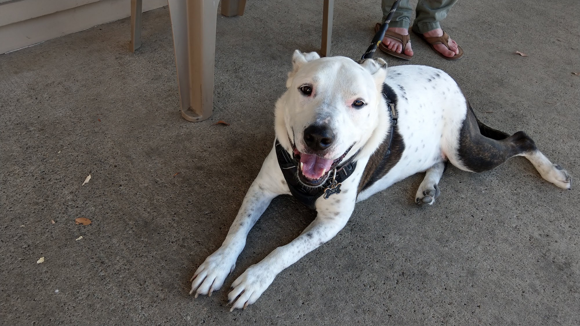 Circle of Friends Veterinary Placentia