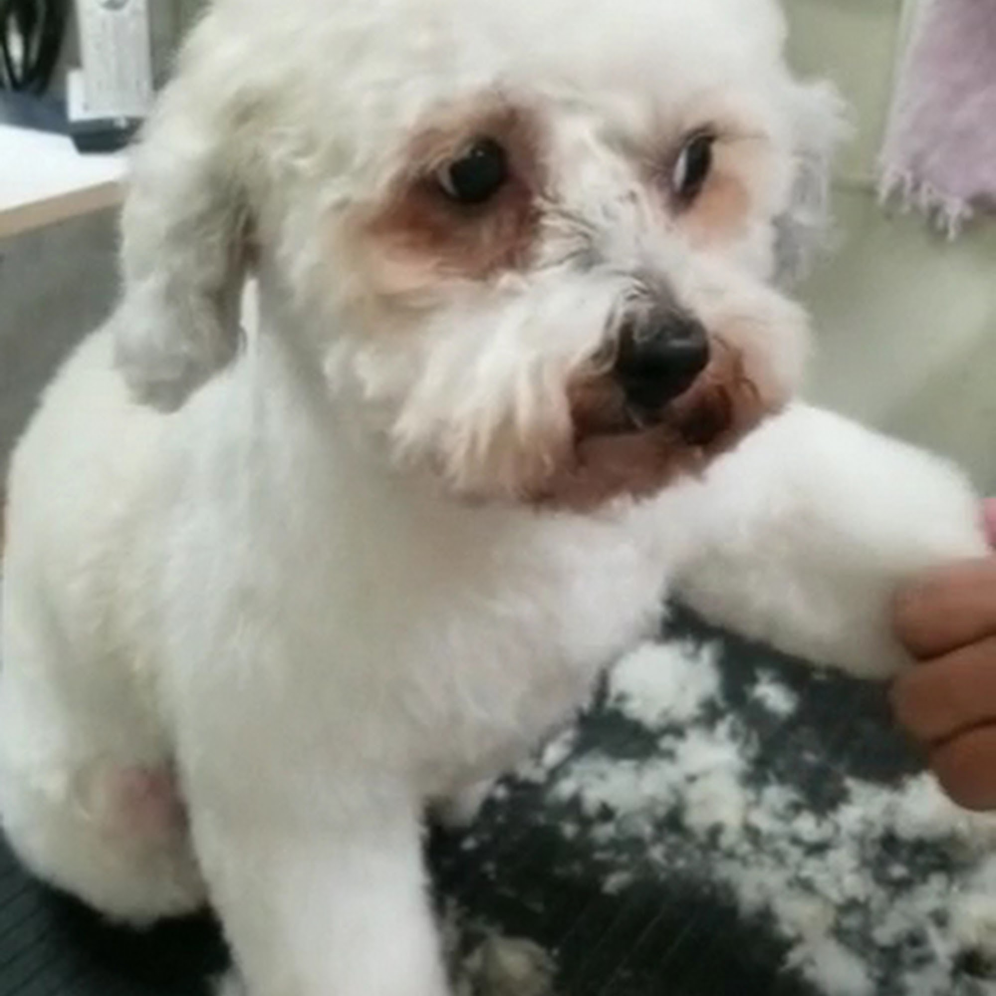 Angel Pet Grooming Gallery Placentia