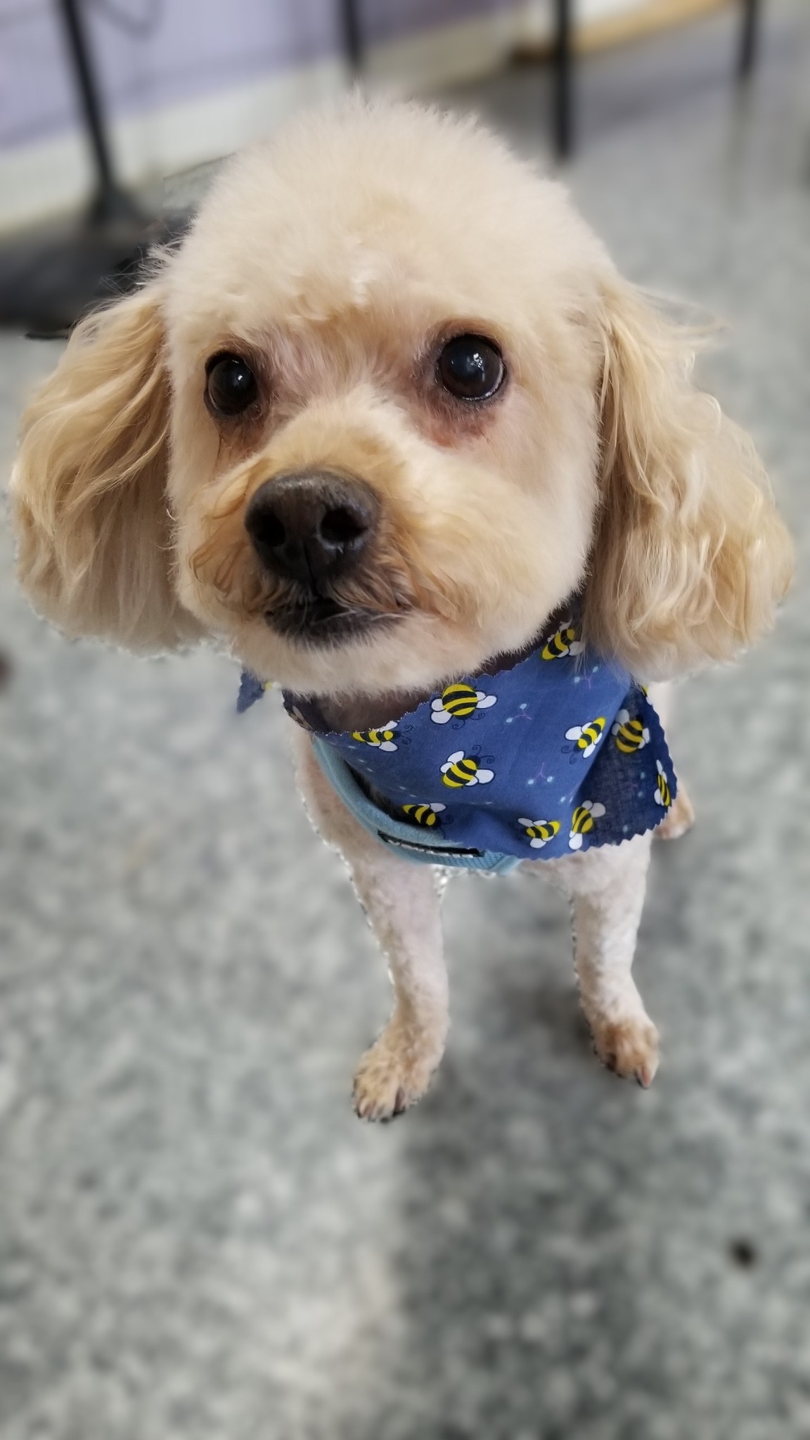 Taj Mapaw Dog Spa Placentia