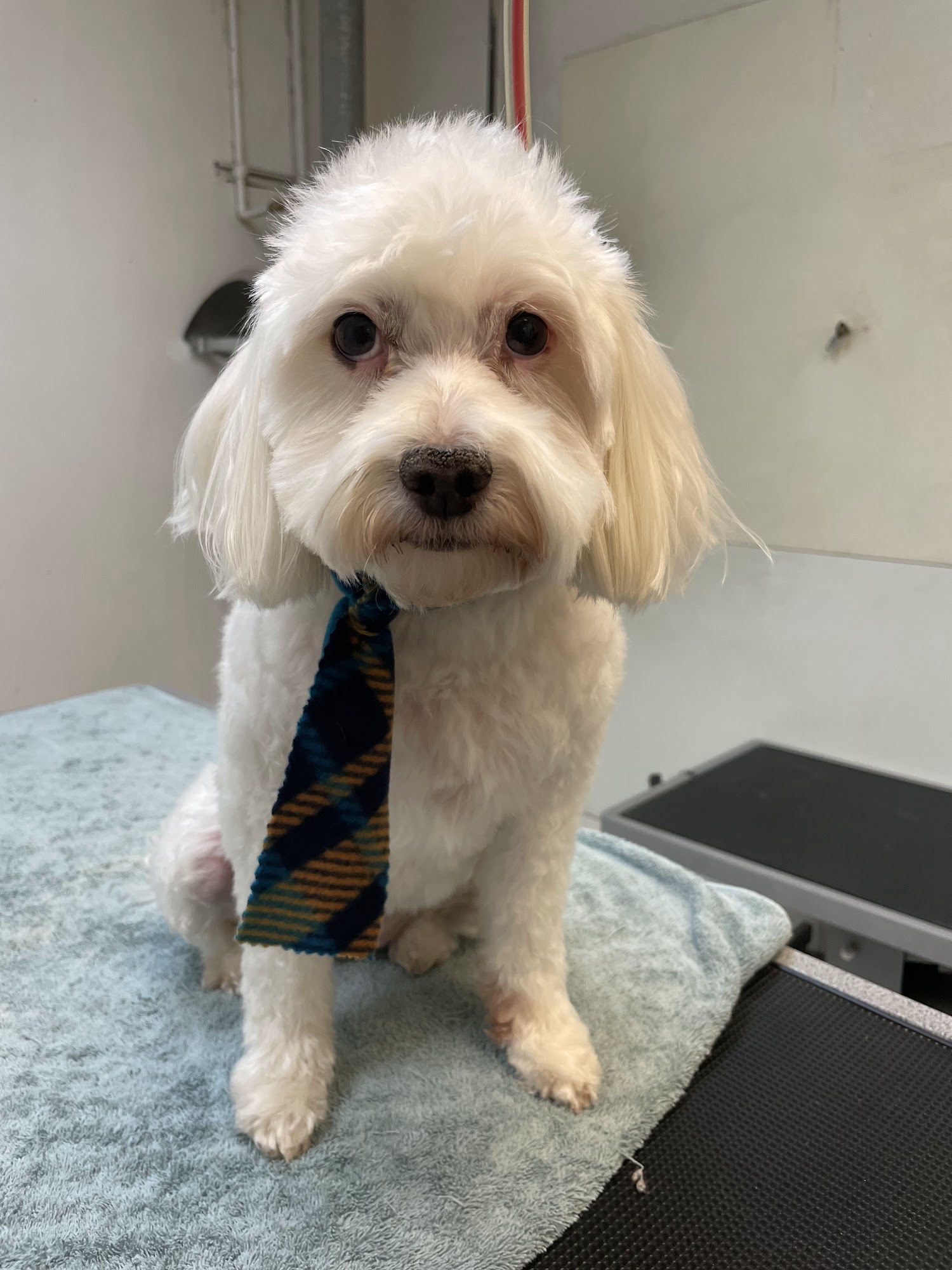 Zen Pet Grooming Placentia