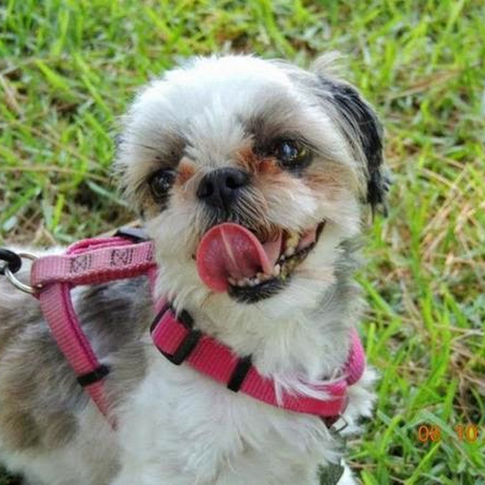 OCDogWalking Placentia