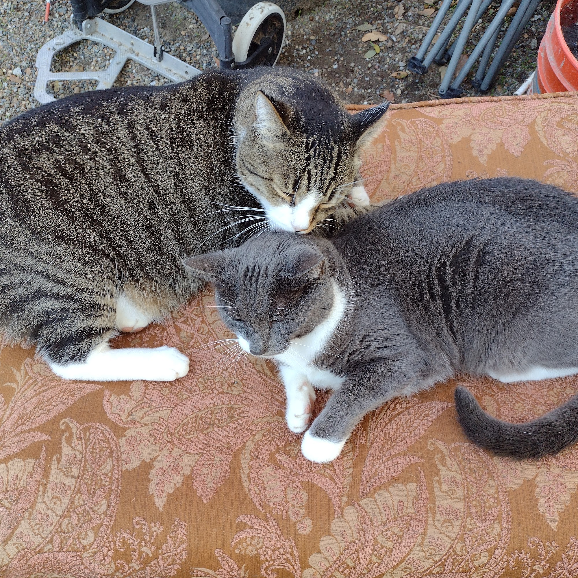 Placerville Animal Wellness Placerville