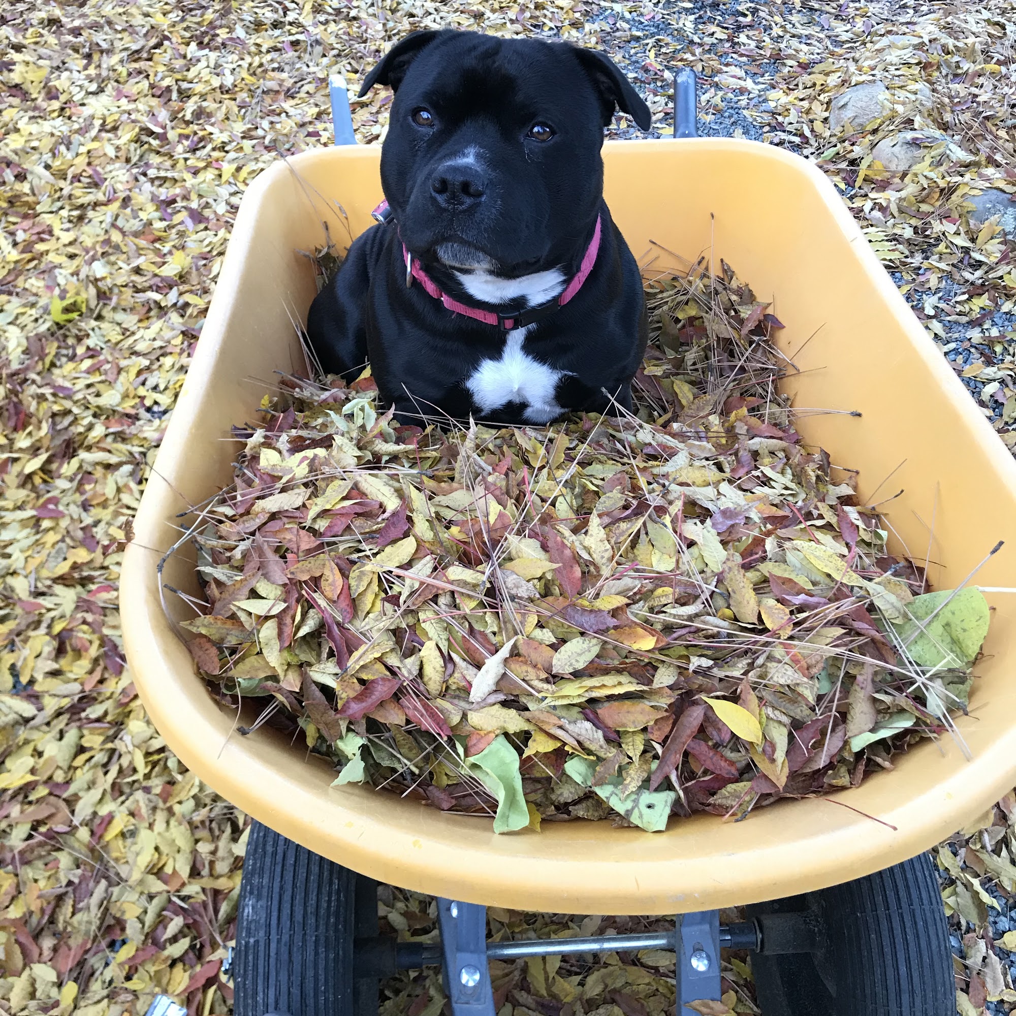 Smith Flat Animal Hospital Placerville