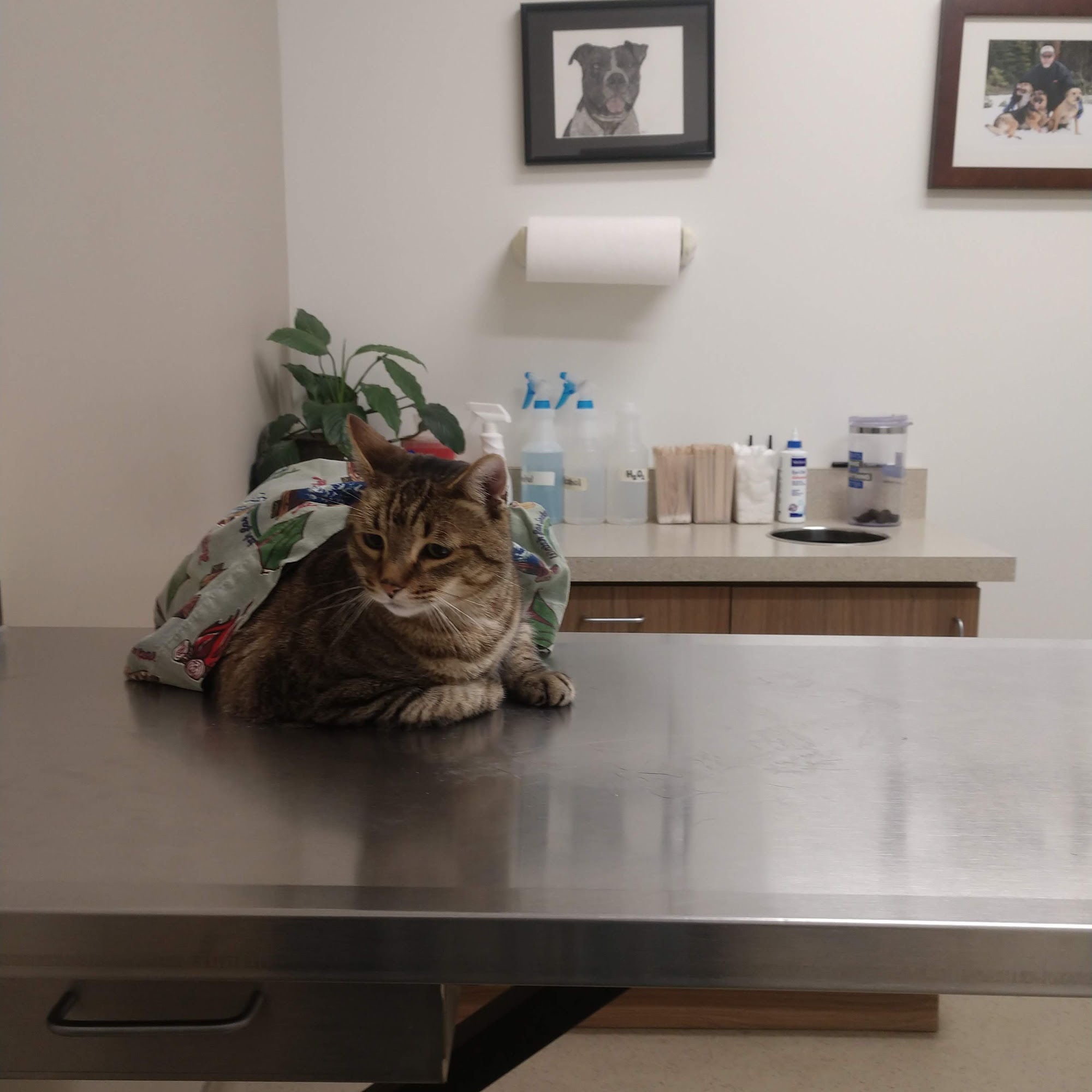 Missouri Flat Animal Hospital Placerville