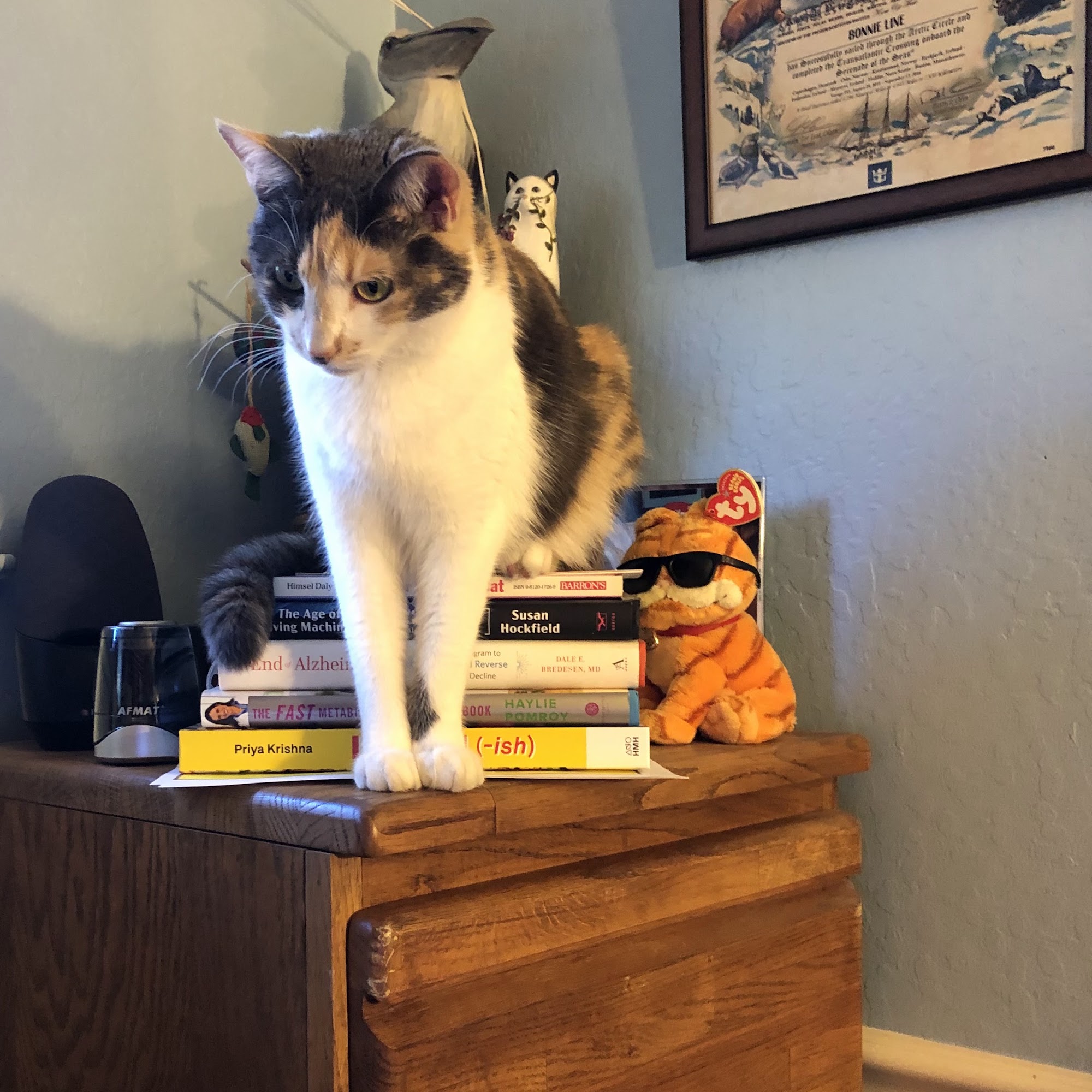 Placerville Veterinary Clinic Placerville