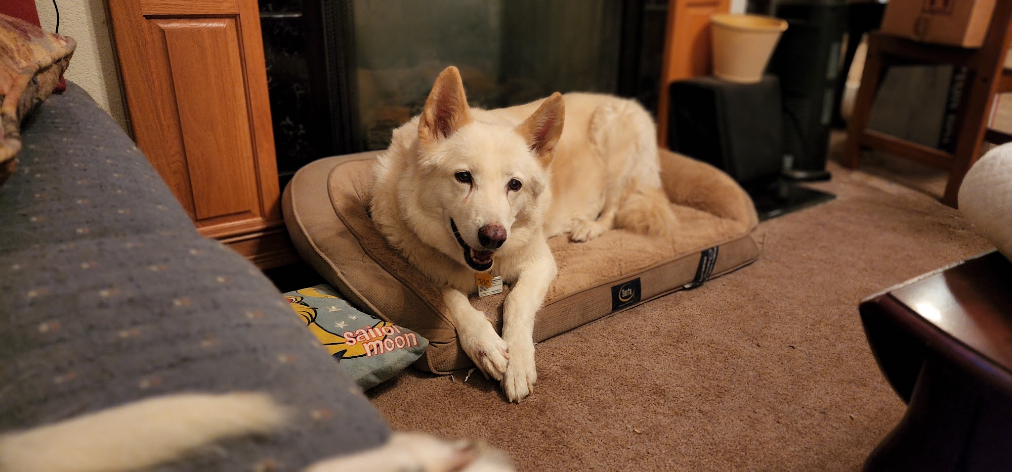 Pleasant Valley Pet Clinic Placerville