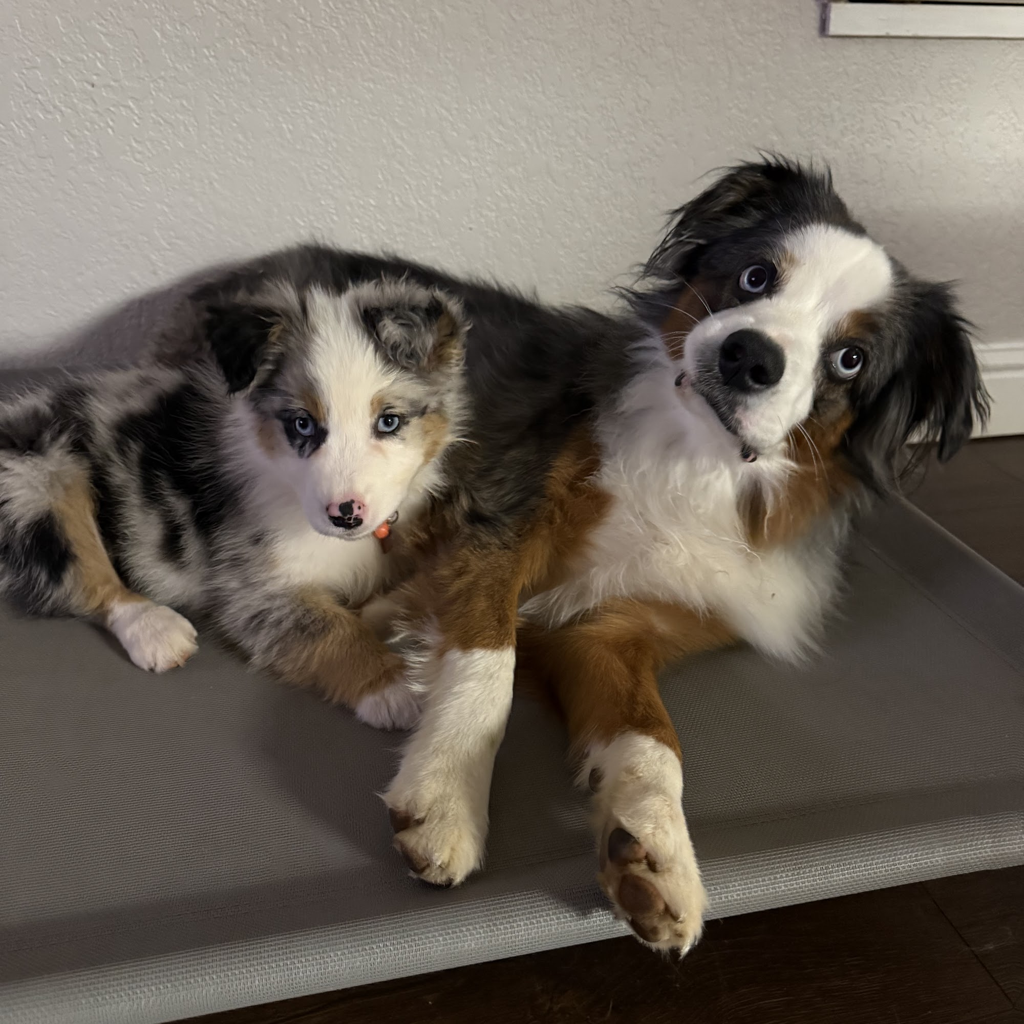 Slate Creek Animal Hospital Placerville