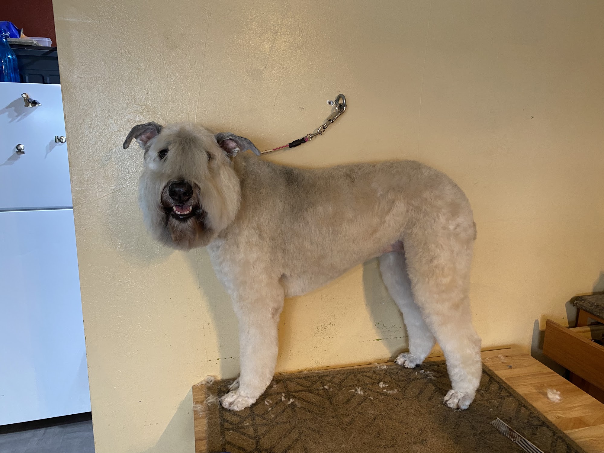 Davis pet Grooming Placerville