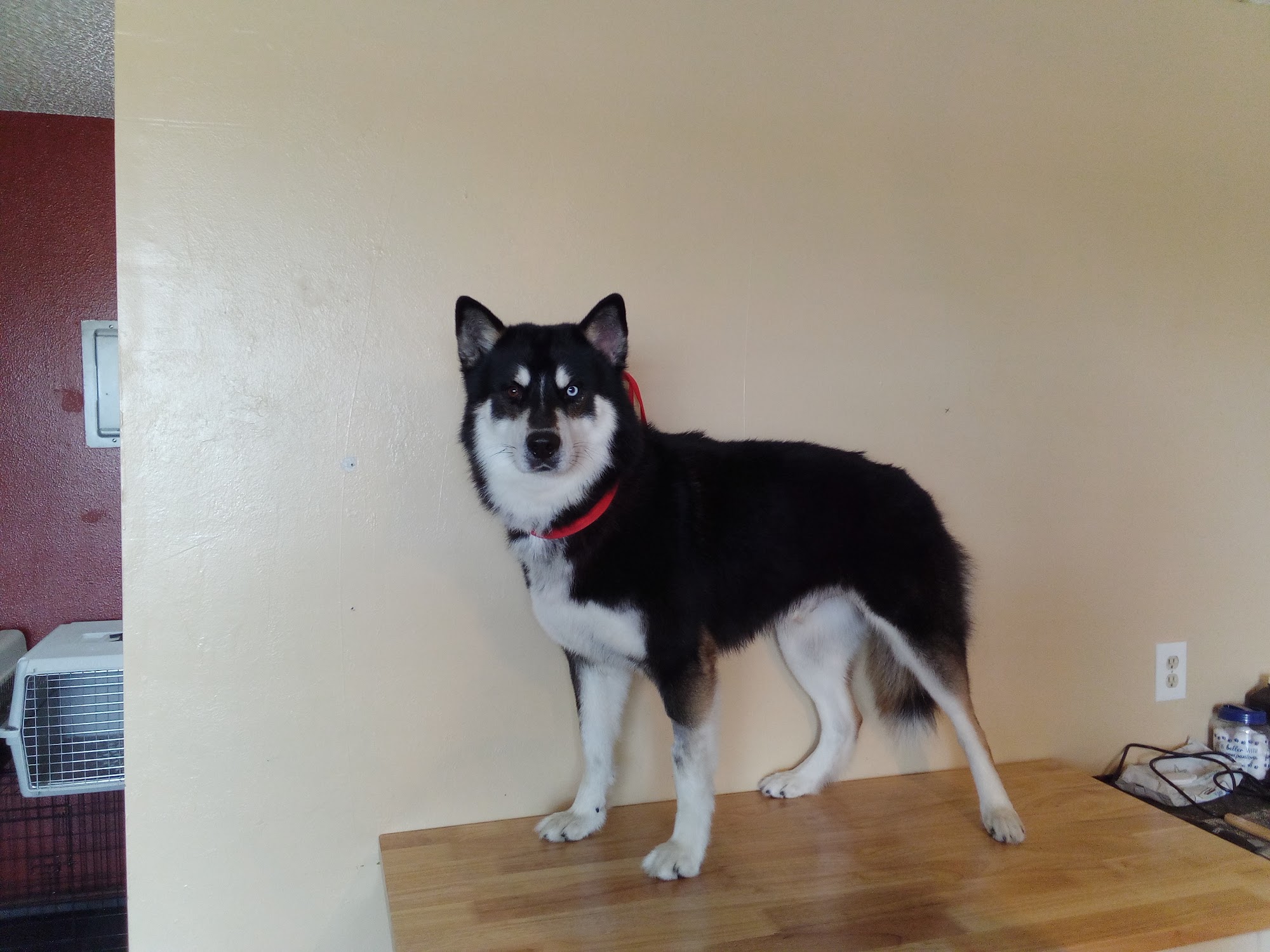 Davis pet Grooming Placerville